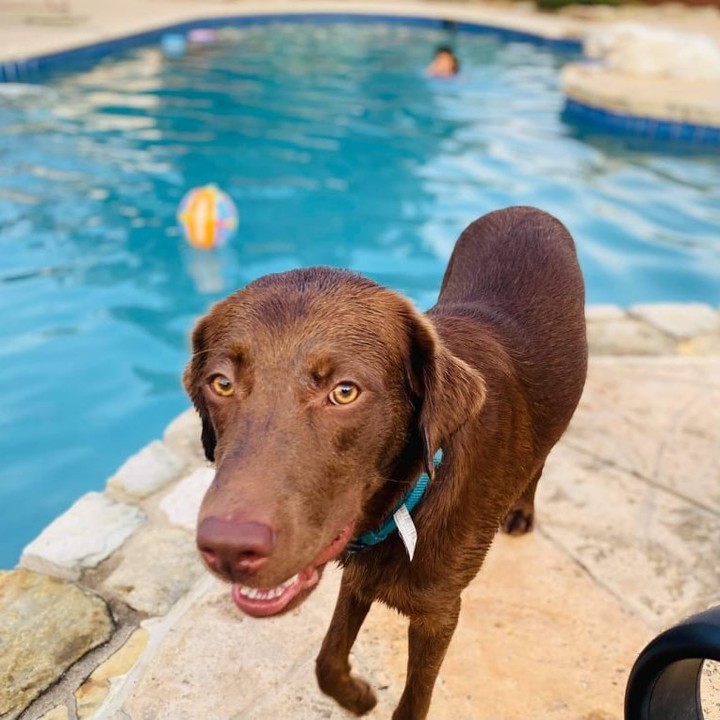 🍫 Do you have a sweet tooth for Chocolate Labs? Well, we have the boy for you. Meet Muddy! Muddy is around a year old and has the typical sweet Labrador personality. He LOVES children, water, and chasing after a tennis ball or stick. He is young and has a lot of energy so he would do best in a home with a big backyard and someone that is committed to daily exercise. He loves to play and can be a bit much for his older foster fur brother but would do fine with like-minded fur siblings or as a solo animal. He would prefer a home without any of the meow, meow kind though. He is not a fan. Muddy is fully vetted and ready for his forever family. ❣️ Fill out an application if that lucky family is you! <a target='_blank' href='https://www.instagram.com/explore/tags/LAPdog/'>#LAPdog</a> <a target='_blank' href='https://www.instagram.com/explore/tags/ChocolateLAB/'>#ChocolateLAB</a> <a target='_blank' href='https://www.instagram.com/explore/tags/LOVESchildren/'>#LOVESchildren</a> <a target='_blank' href='https://www.instagram.com/explore/tags/WaterDog/'>#WaterDog</a> <a target='_blank' href='https://www.instagram.com/explore/tags/Labrador/'>#Labrador</a> <a target='_blank' href='https://www.instagram.com/explore/tags/AdoptME/'>#AdoptME</a> 

Adopt Muddy here! 🥎
https://www.laprescue.org/adoption-app-.html