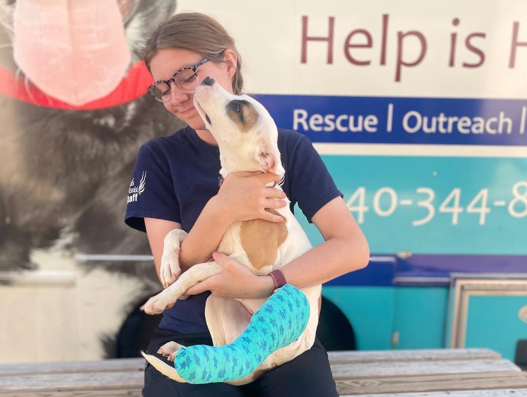 Meet Loyalty! This sweet 5-month-old girl came in today on our transport. She was here to be spayed and to have her broken leg assessed. Our medical team splinted her leg in hopes that amputation could be avoided. We will need to continue to monitor Loyalty for splint changes and to assess her healing progress. In the meantime, we would like to get her into a foster home while she heals as the shelter is no place for a puppy to grow up. She is a total sweetheart, and she deserves a home of her own while she heals.

If you are interested in fostering sweet Loyalty, please email our Adoption Coordinators at adoptions@angelsofassisi.org.