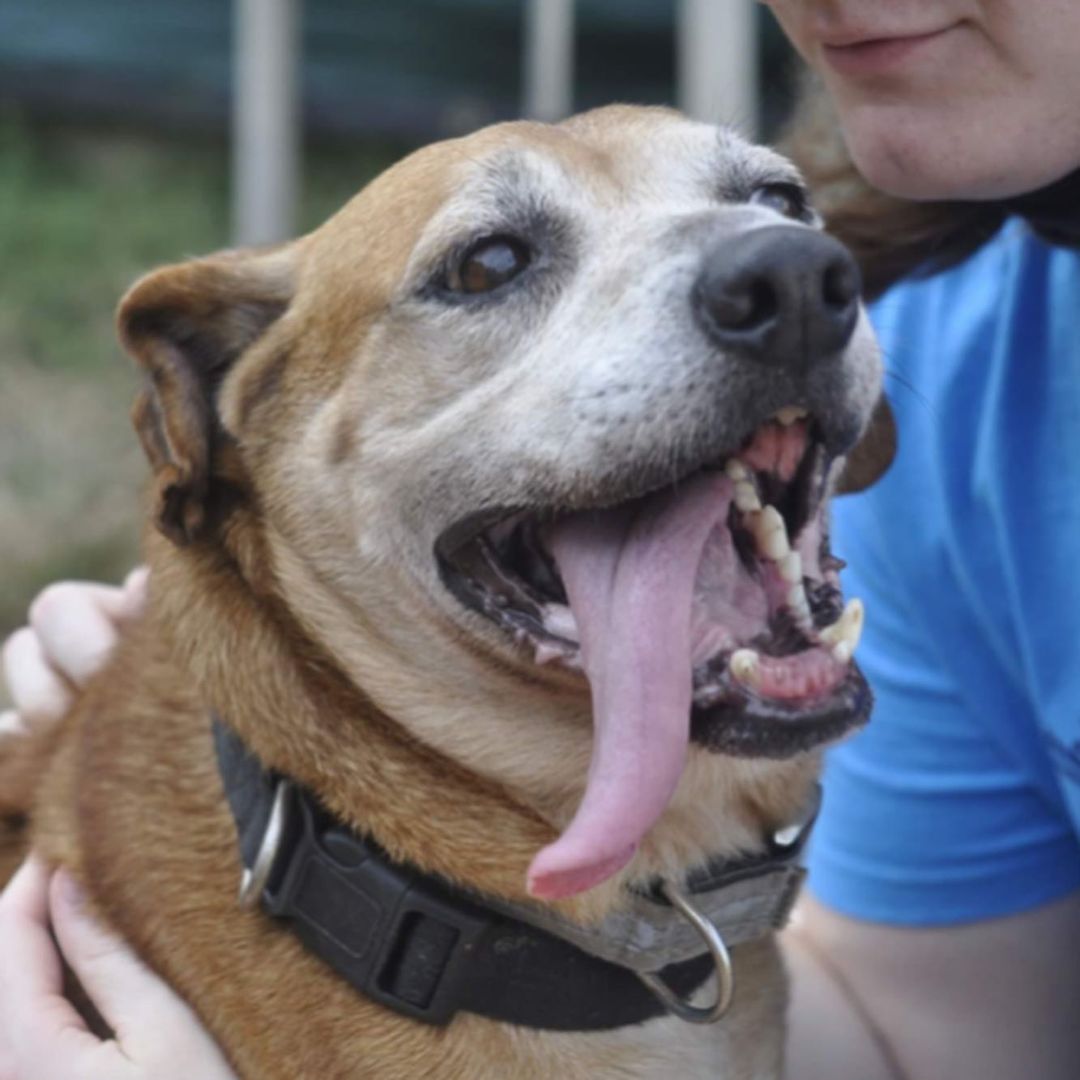 IT'S TONGUE OUT TUESDAY! We have some great tongues to share! And guess what? All these doggos are currently available for adoption (or foster) so that's even better for you!

Here's our lineup:
RICKY BOBBY - our three-legged MVP/6 year old chocolate retriever/lab mix
CAGNEY - the quietest and sweetest beagle you will ever meet/9 month old beagle mix
JENNY LOU - the girl with the dreamiest eyes/4 year old hound mix
SADIE - the gentlest giant/5 month old great dane mix
BETTY - our super senior/8 year old lab mix

Please peruse their profiles and send an email to adoptioncenter@homewardtrails.org if you have a home and a heart for these babies! <a target='_blank' href='https://www.instagram.com/explore/tags/adoptdontshop/'>#adoptdontshop</a> <a target='_blank' href='https://www.instagram.com/explore/tags/homewardtrails/'>#homewardtrails</a> <a target='_blank' href='https://www.instagram.com/explore/tags/catsofinstagram/'>#catsofinstagram</a> <a target='_blank' href='https://www.instagram.com/explore/tags/dogsofinsta/'>#dogsofinsta</a> <a target='_blank' href='https://www.instagram.com/explore/tags/adoptionevent/'>#adoptionevent</a> <a target='_blank' href='https://www.instagram.com/explore/tags/cleartheshelters/'>#cleartheshelters</a> <a target='_blank' href='https://www.instagram.com/explore/tags/dogsofinstagram/'>#dogsofinstagram</a> <a target='_blank' href='https://www.instagram.com/explore/tags/animalrescue/'>#animalrescue</a> <a target='_blank' href='https://www.instagram.com/explore/tags/rescuedog/'>#rescuedog</a> <a target='_blank' href='https://www.instagram.com/explore/tags/dogsofinstagram/'>#dogsofinstagram</a> <a target='_blank' href='https://www.instagram.com/explore/tags/rescuedogsofinstagram/'>#rescuedogsofinstagram</a> <a target='_blank' href='https://www.instagram.com/explore/tags/dog/'>#dog</a> <a target='_blank' href='https://www.instagram.com/explore/tags/dogs/'>#dogs</a> <a target='_blank' href='https://www.instagram.com/explore/tags/dogstagram/'>#dogstagram</a> <a target='_blank' href='https://www.instagram.com/explore/tags/rescue/'>#rescue</a> <a target='_blank' href='https://www.instagram.com/explore/tags/instadog/'>#instadog</a> <a target='_blank' href='https://www.instagram.com/explore/tags/dogoftheday/'>#dogoftheday</a>  <a target='_blank' href='https://www.instagram.com/explore/tags/doglife/'>#doglife</a> <a target='_blank' href='https://www.instagram.com/explore/tags/doglover/'>#doglover</a> <a target='_blank' href='https://www.instagram.com/explore/tags/rescuedismyfavoritebreed/'>#rescuedismyfavoritebreed</a> <a target='_blank' href='https://www.instagram.com/explore/tags/doglovers/'>#doglovers</a> <a target='_blank' href='https://www.instagram.com/explore/tags/dogsofinsta/'>#dogsofinsta</a> <a target='_blank' href='https://www.instagram.com/explore/tags/doggo/'>#doggo</a> <a target='_blank' href='https://www.instagram.com/explore/tags/rescuedogs/'>#rescuedogs</a> <a target='_blank' href='https://www.instagram.com/explore/tags/muttsofinstagram/'>#muttsofinstagram</a> <a target='_blank' href='https://www.instagram.com/explore/tags/puppiesofinstagram/'>#puppiesofinstagram</a> <a target='_blank' href='https://www.instagram.com/explore/tags/ilovemydog/'>#ilovemydog</a> <a target='_blank' href='https://www.instagram.com/explore/tags/dogsofig/'>#dogsofig</a> <a target='_blank' href='https://www.instagram.com/explore/tags/tongueouttuesday/'>#tongueouttuesday</a>