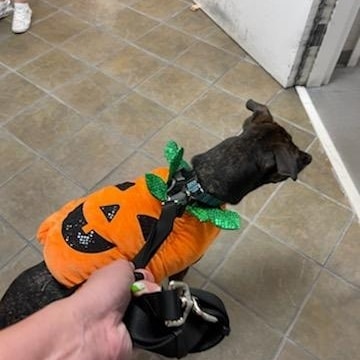 Julie and H.F. Help's little pumpkin, Daisy, heading to the Fox 24 Charleston Pet Of The Week.  They made new friends and then stopped for a pup cup at Starbucks.  What a great day out!