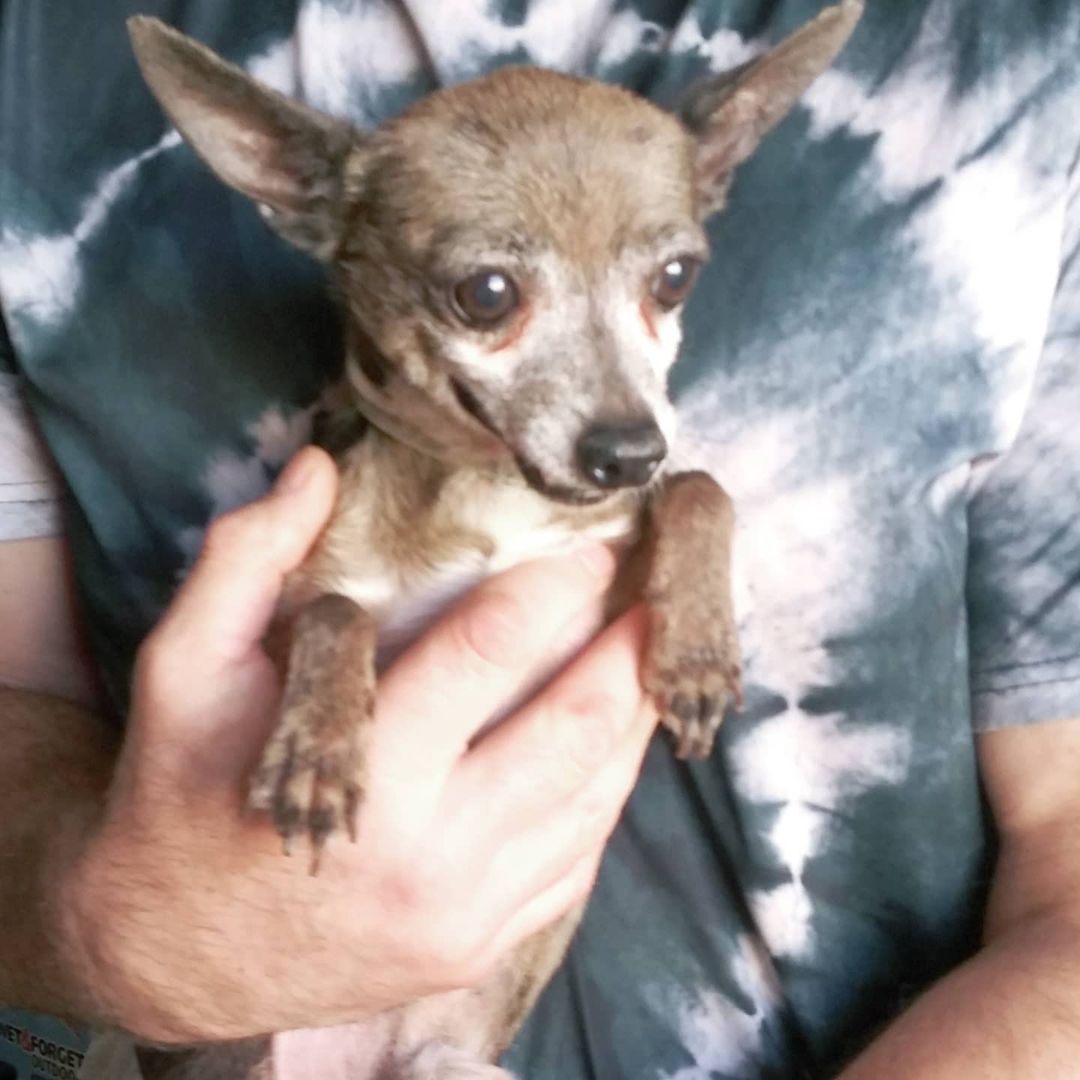 S.O.S.  FOSTERS NEEDED IN OR NEAR VALLEJO, CA

I had someone call me who has 9 Chihuahuas 3  pounds and under, ranging in age 2 years to 10 years... I need fosters. We pay for everything supplies and medical.

https://www.gunterslegacy.org/glar-foster-application

Armani is 8 male. 4lbs friendly quirky like most people

Gucci is 2 female 5lbs
Hyper cat like jumping skills super friendly still puppy shreds all toys loves to play and will nip if fighting for your affection

Giggy 8 male 3.5lbs
Super sweet talks to you by little tips. 

Lala 8 female 3lbs
Sweet playful not as accepting of strangers but not snarky

Angel 9 female 3lbs one person type dog protective and great mouse hunter. No fear loves other small dogs

Daddy 7 male 2.5lbs 
Super friendly but quirky he circles when happy or nervousness has set him off gets along with everyone
 
Ginger 6y/o (who looks like Angel but didn't include by accident) female 3 lbs
No fear nips ankles friendly if she likes you...

Tommy male 3.5lbs 12y/o
Super sweet loves everyone
Gets picked on a lot but also Mr.peepee. 

Lucy female 7, 3lbs
Not nice but can be trained
When she was given to me she was the only dog and a bit nippy. She sleeps with 2 other girls.

<a target='_blank' href='https://www.instagram.com/explore/tags/chihuahuasofig/'>#chihuahuasofig</a> 
<a target='_blank' href='https://www.instagram.com/explore/tags/chihuahuas/'>#chihuahuas</a> 
<a target='_blank' href='https://www.instagram.com/explore/tags/chihuahualovers/'>#chihuahualovers</a> 
<a target='_blank' href='https://www.instagram.com/explore/tags/seniorescuedogs/'>#seniorescuedogs</a> 
<a target='_blank' href='https://www.instagram.com/explore/tags/seniorchihuahuaofig/'>#seniorchihuahuaofig</a> 
<a target='_blank' href='https://www.instagram.com/explore/tags/fosteringsavelives/'>#fosteringsavelives</a> 
<a target='_blank' href='https://www.instagram.com/explore/tags/adoptdontshop/'>#adoptdontshop</a> 
<a target='_blank' href='https://www.instagram.com/explore/tags/dogsoftiktok/'>#dogsoftiktok</a>
<a target='_blank' href='https://www.instagram.com/explore/tags/rescuedogsoftiktok/'>#rescuedogsoftiktok</a>