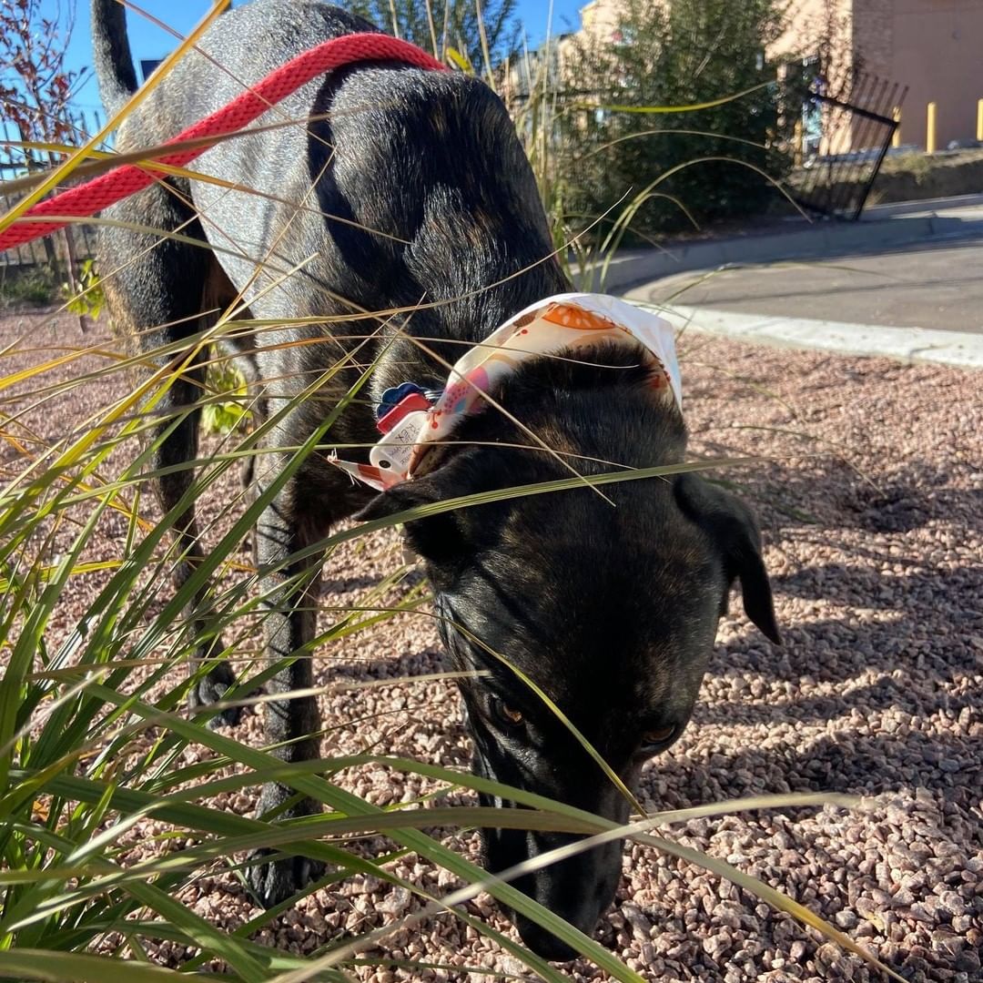 Just a few pics of the pups on their break this morning! Exploring the new scenery of New Mexico!  The fosters and adopters love all the updates we get along the way! Happy Trails Four Paws In Motion!