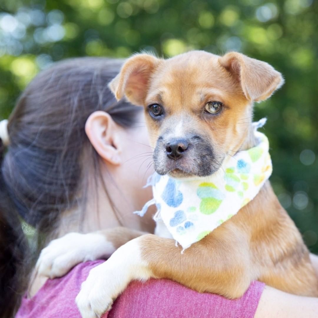 Meet Perry! 😍

Perry is a 3 month old Border Terrier mix, weighs 15lbs, is very friendly, and is THE cutest puppy! Such a sweetie too! 

*For more information about our adoption process and an adoption application, please visit greenmorerescue.org. 
.
.
<a target='_blank' href='https://www.instagram.com/explore/tags/petsofinstagram/'>#petsofinstagram</a> <a target='_blank' href='https://www.instagram.com/explore/tags/dogslife/'>#dogslife</a> <a target='_blank' href='https://www.instagram.com/explore/tags/dogmom/'>#dogmom</a> <a target='_blank' href='https://www.instagram.com/explore/tags/instagram/'>#instagram</a> <a target='_blank' href='https://www.instagram.com/explore/tags/cutedogs/'>#cutedogs</a> <a target='_blank' href='https://www.instagram.com/explore/tags/shelterdog/'>#shelterdog</a> <a target='_blank' href='https://www.instagram.com/explore/tags/cutedog/'>#cutedog</a> <a target='_blank' href='https://www.instagram.com/explore/tags/puppy/'>#puppy</a> <a target='_blank' href='https://www.instagram.com/explore/tags/dogsofinstaworld/'>#dogsofinstaworld</a> <a target='_blank' href='https://www.instagram.com/explore/tags/pets/'>#pets</a> <a target='_blank' href='https://www.instagram.com/explore/tags/hound/'>#hound</a> <a target='_blank' href='https://www.instagram.com/explore/tags/dogphotography/'>#dogphotography</a> <a target='_blank' href='https://www.instagram.com/explore/tags/doglove/'>#doglove</a> <a target='_blank' href='https://www.instagram.com/explore/tags/pet/'>#pet</a> <a target='_blank' href='https://www.instagram.com/explore/tags/petstagram/'>#petstagram</a> <a target='_blank' href='https://www.instagram.com/explore/tags/rescuepup/'>#rescuepup</a> <a target='_blank' href='https://www.instagram.com/explore/tags/mixedbreed/'>#mixedbreed</a> <a target='_blank' href='https://www.instagram.com/explore/tags/dogrescue/'>#dogrescue</a> <a target='_blank' href='https://www.instagram.com/explore/tags/instadogs/'>#instadogs</a> <a target='_blank' href='https://www.instagram.com/explore/tags/lovedogs/'>#lovedogs</a> <a target='_blank' href='https://www.instagram.com/explore/tags/rescuedogsrock/'>#rescuedogsrock</a> <a target='_blank' href='https://www.instagram.com/explore/tags/seniordog/'>#seniordog</a> <a target='_blank' href='https://www.instagram.com/explore/tags/furbaby/'>#furbaby</a> <a target='_blank' href='https://www.instagram.com/explore/tags/doggy/'>#doggy</a> <a target='_blank' href='https://www.instagram.com/explore/tags/rescued/'>#rescued</a> <a target='_blank' href='https://www.instagram.com/explore/tags/rescueismyfavoritebreed/'>#rescueismyfavoritebreed</a>