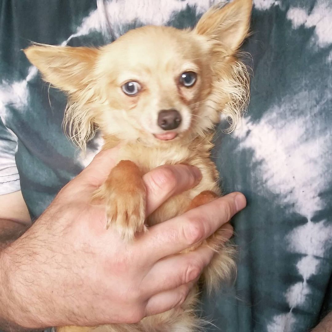 S.O.S.  FOSTERS NEEDED IN OR NEAR VALLEJO, CA

I had someone call me who has 9 Chihuahuas 3  pounds and under, ranging in age 2 years to 10 years... I need fosters. We pay for everything supplies and medical.

https://www.gunterslegacy.org/glar-foster-application

Armani is 8 male. 4lbs friendly quirky like most people

Gucci is 2 female 5lbs
Hyper cat like jumping skills super friendly still puppy shreds all toys loves to play and will nip if fighting for your affection

Giggy 8 male 3.5lbs
Super sweet talks to you by little tips. 

Lala 8 female 3lbs
Sweet playful not as accepting of strangers but not snarky

Angel 9 female 3lbs one person type dog protective and great mouse hunter. No fear loves other small dogs

Daddy 7 male 2.5lbs 
Super friendly but quirky he circles when happy or nervousness has set him off gets along with everyone
 
Ginger 6y/o (who looks like Angel but didn't include by accident) female 3 lbs
No fear nips ankles friendly if she likes you...

Tommy male 3.5lbs 12y/o
Super sweet loves everyone
Gets picked on a lot but also Mr.peepee. 

Lucy female 7, 3lbs
Not nice but can be trained
When she was given to me she was the only dog and a bit nippy. She sleeps with 2 other girls.

<a target='_blank' href='https://www.instagram.com/explore/tags/chihuahuasofig/'>#chihuahuasofig</a> 
<a target='_blank' href='https://www.instagram.com/explore/tags/chihuahuas/'>#chihuahuas</a> 
<a target='_blank' href='https://www.instagram.com/explore/tags/chihuahualovers/'>#chihuahualovers</a> 
<a target='_blank' href='https://www.instagram.com/explore/tags/seniorescuedogs/'>#seniorescuedogs</a> 
<a target='_blank' href='https://www.instagram.com/explore/tags/seniorchihuahuaofig/'>#seniorchihuahuaofig</a> 
<a target='_blank' href='https://www.instagram.com/explore/tags/fosteringsavelives/'>#fosteringsavelives</a> 
<a target='_blank' href='https://www.instagram.com/explore/tags/adoptdontshop/'>#adoptdontshop</a> 
<a target='_blank' href='https://www.instagram.com/explore/tags/dogsoftiktok/'>#dogsoftiktok</a>
<a target='_blank' href='https://www.instagram.com/explore/tags/rescuedogsoftiktok/'>#rescuedogsoftiktok</a>