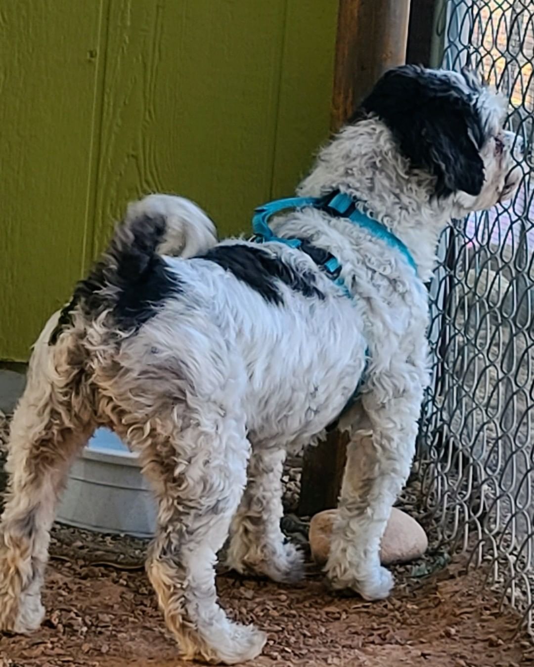 This handsome devil is Pepper. He is a 12 year old Poodle/Shihtzu mix. His story starts off with a husband and wife who got divorced and lost their home. So Pepper was sent to live with the husband's mother while he figured out his next steps in his own life. 

Sadly he found out that his sister's boyfriend, who was also living with the mother and sister, was abusing poor Pepper. The police were called, the man was arrested and Pepper came to live with his Daddy again. This time though there were also cats in the home. Pepper likes to chase cats. Over the last month he had chased off all of the new girlfriends cats. Unfortunately all came back home except for one. We hope now that Pepper is out of the home the last cat will feel safe enough to return. 

With all this being said it was a heartbreaking decision for this family to first give Pepper up, then save him from abuse, to then have to surrender him again because of the cats. I keep reassuring them they did what was best for all involved. And now we've got Peppers back 100%. 

Once we take care of his medical this sweet, smart and very handsome boy will be looking for a cat free home to spend the rest of his life in. 

Until then welcome home Pepper welcome home. You are our Rusty's Angel # 301! He and Manny are already BFF's ❤🐾❤