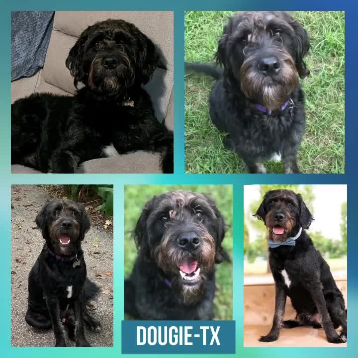 Click on the link in our bio to learn more about Dougie-TX!

🚨PUPPY ALERT🚨

Meet Dashing DOUGIE-TX 💛, he is an 11-month-old Labradoodle puppy who is living at an IDOG foster home in Katy, Texas. 

Dougie-TX is a goofy boy 🤪 who will keep you laughing. When you first meet Dougie-TX, he will win you over with his charm ✨and cuddles 🧸! He loves ♥️ everyone he meets and is a pretty happy-go-lucky boy.