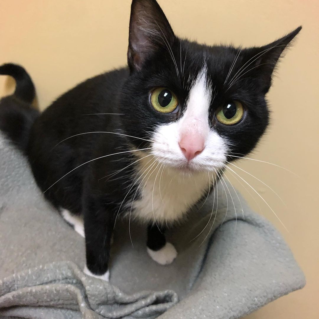 Happy Caturday courtesy of adorable Avril! This gentle sweetie will melt your heart. Give us a all at 802-484-5829 to learn more about her or any of her adoptable cat and dog friends and to schedule your visit. You never know - you may just fall in love! 
https://www.lucymac.org/pet-view/avril/
<a target='_blank' href='https://www.instagram.com/explore/tags/caturday/'>#caturday</a> <a target='_blank' href='https://www.instagram.com/explore/tags/adopt/'>#adopt</a> <a target='_blank' href='https://www.instagram.com/explore/tags/shelterlove/'>#shelterlove</a> <a target='_blank' href='https://www.instagram.com/explore/tags/catsofinstagram/'>#catsofinstagram</a>