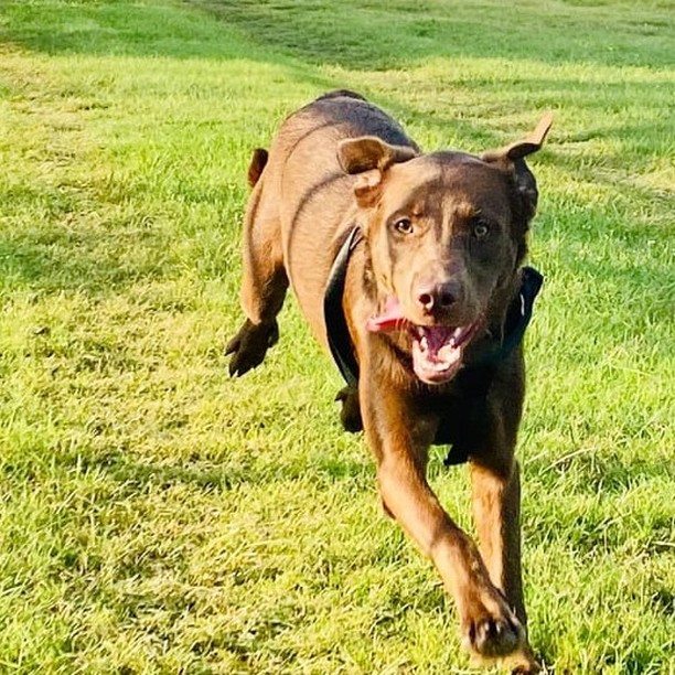 🍫 Do you have a sweet tooth for Chocolate Labs? Well, we have the boy for you. Meet Muddy! Muddy is around a year old and has the typical sweet Labrador personality. He LOVES children, water, and chasing after a tennis ball or stick. He is young and has a lot of energy so he would do best in a home with a big backyard and someone that is committed to daily exercise. He loves to play and can be a bit much for his older foster fur brother but would do fine with like-minded fur siblings or as a solo animal. He would prefer a home without any of the meow, meow kind though. He is not a fan. Muddy is fully vetted and ready for his forever family. ❣️ Fill out an application if that lucky family is you! <a target='_blank' href='https://www.instagram.com/explore/tags/LAPdog/'>#LAPdog</a> <a target='_blank' href='https://www.instagram.com/explore/tags/ChocolateLAB/'>#ChocolateLAB</a> <a target='_blank' href='https://www.instagram.com/explore/tags/LOVESchildren/'>#LOVESchildren</a> <a target='_blank' href='https://www.instagram.com/explore/tags/WaterDog/'>#WaterDog</a> <a target='_blank' href='https://www.instagram.com/explore/tags/Labrador/'>#Labrador</a> <a target='_blank' href='https://www.instagram.com/explore/tags/AdoptME/'>#AdoptME</a> 

Adopt Muddy here! 🥎
https://www.laprescue.org/adoption-app-.html