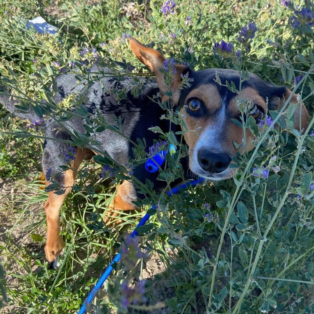 Just a few pics of the pups on their break this morning! Exploring the new scenery of New Mexico!  The fosters and adopters love all the updates we get along the way! Happy Trails Four Paws In Motion!