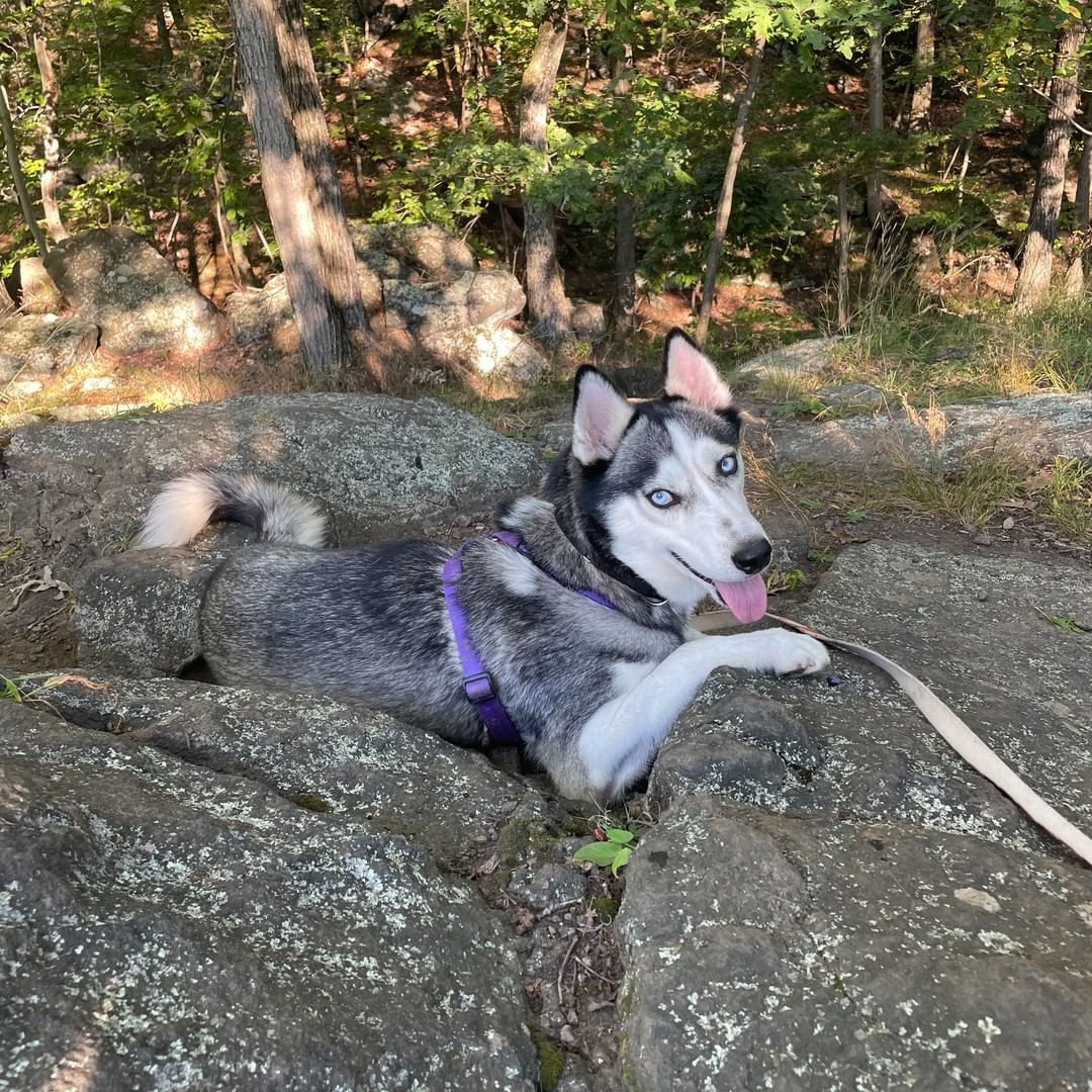 PUPDATE: ADOPTED MEET PEEWEE 💙

This handsome fella is Peewee, a husky mix who just arrived from Texas. Don’t let his name fool you…Peewee is one big 50lb package of love. This sweet husky has a lot of energy and needs plenty of exercise, but he’ll spend the rest of the day away snuggled up next to you - or on coolest surface in the house!

He is housebroken and sleeps through the night comfortably in his crate. He loves people and is quick to present himself for belly rubs or offer polite face kisses. Some of his favorite activities are getting head scratches, dinner time, running around in the park, and sniffing the grass.

Peewee is a huge fan of the outdoors, loves to go for long walks and would be a great running or hiking buddy! He is working on perfecting his leash skills as he can get a bit too excited on walks (he just loves being outside so much!), but he does well with stopping and starting, changing direction, and sitting when necessary. He is treat motivated inside with fewer distractions. He’s also an excellent running buddy, keeping pace right beside you on a short leash without pulling.

His foster mom says: 