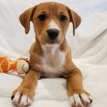 Floppy ears and puppy dog eyes...what could be cuter!  They are so playful and affectionate and they are all ready for their forever homes.  10 week Hound/Lab and maybe some Dalmation in there too.  Go to our website and fill out our Matchmaking Form if you are interested. Thanks! www.unitedanimalfriends.org