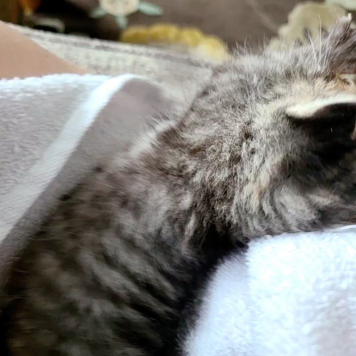 😻😻Our absolutely incredible Cara and Chris, who were bottle fed by the amazing @kittensbycara are back up for adoption after their foster to adopt fell through 😿 The adopter realized they no longer had the time to give to these absolutely incredible kittens. We do believe they deserve the ABSOLUTE best home that will give them the attention and love they crave and deserve so, it’s going to be ok, and in the end it’s for the best ❤️😻Cara and Chris are absolutely some of the most well rounded kittens we have had , they have the SWEETEST, gentle, playful , outgoing, fearless personalities and run to new people whenever they meet them . They would do well with other cats , and children too! 
Help spread the word on this ADORABLE duo and email nycatcoal@yahoo.com to apply! 😻

<a target='_blank' href='https://www.instagram.com/explore/tags/kittens/'>#kittens</a> <a target='_blank' href='https://www.instagram.com/explore/tags/adoptdontshop/'>#adoptdontshop</a> <a target='_blank' href='https://www.instagram.com/explore/tags/adoptus/'>#adoptus</a> <a target='_blank' href='https://www.instagram.com/explore/tags/adoptkittens/'>#adoptkittens</a> <a target='_blank' href='https://www.instagram.com/explore/tags/nyccats/'>#nyccats</a> <a target='_blank' href='https://www.instagram.com/explore/tags/bronxcats/'>#bronxcats</a> <a target='_blank' href='https://www.instagram.com/explore/tags/westchestercats/'>#westchestercats</a> <a target='_blank' href='https://www.instagram.com/explore/tags/meow/'>#meow</a> <a target='_blank' href='https://www.instagram.com/explore/tags/instakitten/'>#instakitten</a>