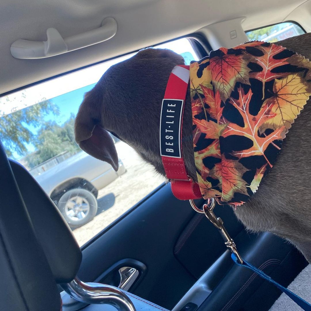 Adoption Day!! ❤️❤️❤️ Penny has found the perfect family and forever home! <a target='_blank' href='https://www.instagram.com/explore/tags/thesearethebestdays/'>#thesearethebestdays</a> <a target='_blank' href='https://www.instagram.com/explore/tags/adoptdontshop/'>#adoptdontshop</a> <a target='_blank' href='https://www.instagram.com/explore/tags/prettygirl/'>#prettygirl</a> <a target='_blank' href='https://www.instagram.com/explore/tags/spadaytoo/'>#spadaytoo</a> <a target='_blank' href='https://www.instagram.com/explore/tags/bestlifeleashes/'>#bestlifeleashes</a> <a target='_blank' href='https://www.instagram.com/explore/tags/home/'>#home</a> <a target='_blank' href='https://www.instagram.com/explore/tags/rescued/'>#rescued</a> <a target='_blank' href='https://www.instagram.com/explore/tags/luckysanimalrescue/'>#luckysanimalrescue</a>