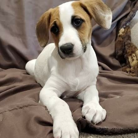 Floppy ears and puppy dog eyes...what could be cuter!  They are so playful and affectionate and they are all ready for their forever homes.  10 week Hound/Lab and maybe some Dalmation in there too.  Go to our website and fill out our Matchmaking Form if you are interested. Thanks! www.unitedanimalfriends.org