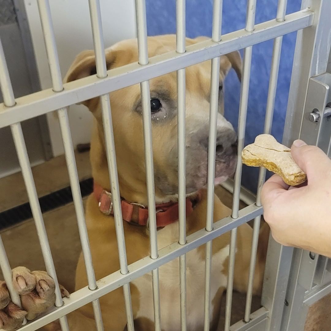 PUPDATE:
The treats from the residents of Truewood by Merrill, Charlotte Center Were a hit!!! 🐾💞 🦴
Thanks again to all the residents who helped make the pup treats.
<a target='_blank' href='https://www.instagram.com/explore/tags/spoiledpups/'>#spoiledpups</a> <a target='_blank' href='https://www.instagram.com/explore/tags/puptreats/'>#puptreats</a> <a target='_blank' href='https://www.instagram.com/explore/tags/awlshelter/'>#awlshelter</a> <a target='_blank' href='https://www.instagram.com/explore/tags/fureverhomesneeded/'>#fureverhomesneeded</a>