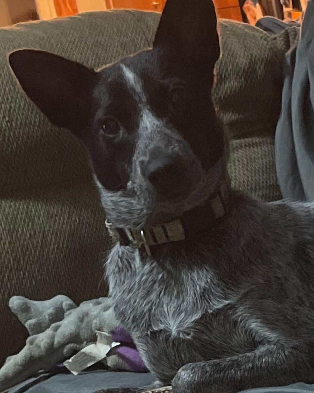 ADOPTED🤍. Meet Cleo, she is a 10 month old blue heeler, weighing only 24 pounds. She is looking for her people. Cleo is a very smart girl! She knows a few commands and excited to learn more. She has all the puppy energy but still wants to snuggle with you on the couch. She absolutely loves other dogs. Cleo is good around kids and has had experience with a cat. If you think I sound like the perfect fit please apply at www.oarwny.org if you are already pre-approved, email us at oarwny@gmail.com