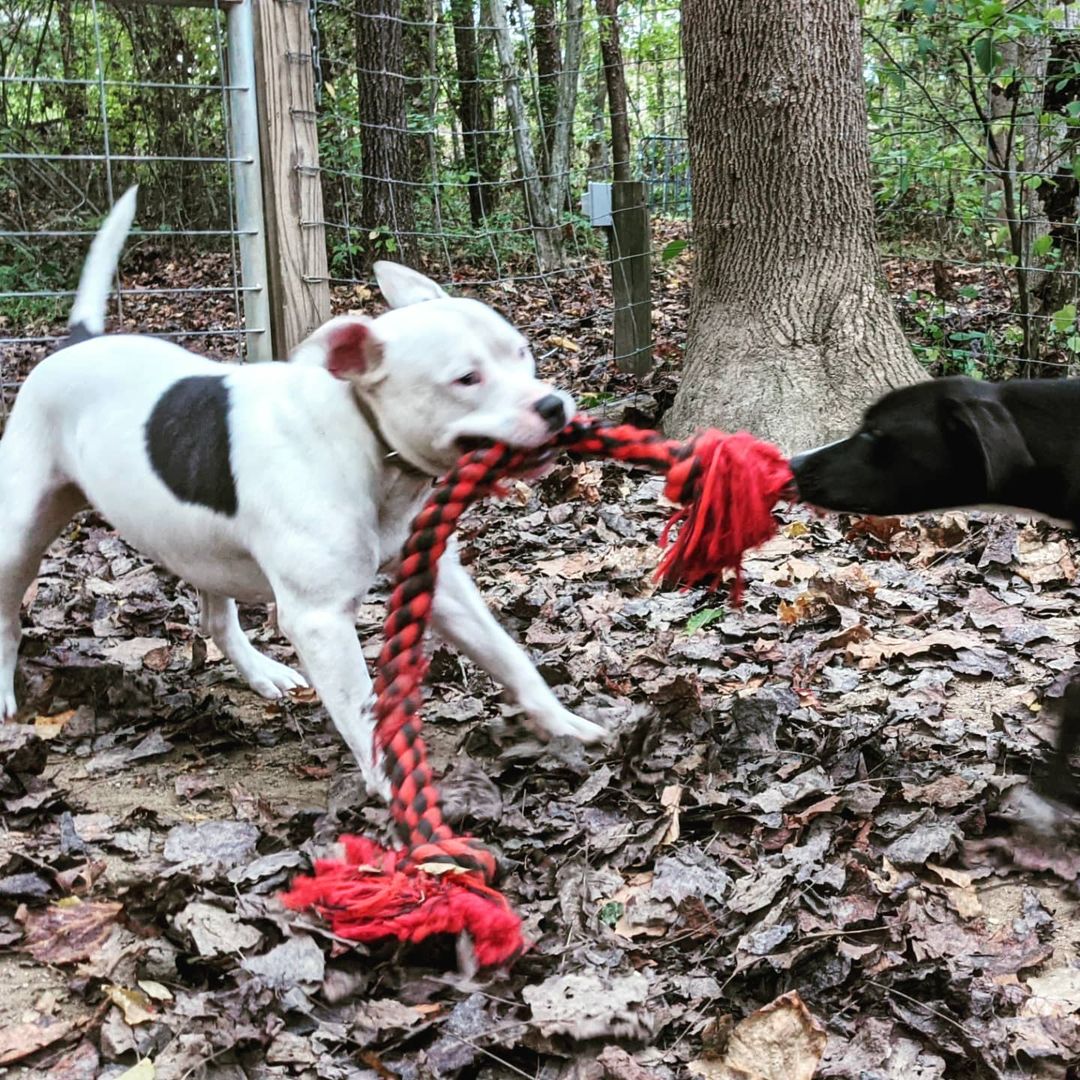 Spot and Nayla having a little game if tug of war. Both are available for adoption and both would make wonderful companions.
<a target='_blank' href='https://www.instagram.com/explore/tags/rescuedog/'>#rescuedog</a> <a target='_blank' href='https://www.instagram.com/explore/tags/dogsofinstagram/'>#dogsofinstagram</a> <a target='_blank' href='https://www.instagram.com/explore/tags/adoptdontshop/'>#adoptdontshop</a> <a target='_blank' href='https://www.instagram.com/explore/tags/dog/'>#dog</a> <a target='_blank' href='https://www.instagram.com/explore/tags/rescuedogsofinstagram/'>#rescuedogsofinstagram</a> <a target='_blank' href='https://www.instagram.com/explore/tags/dogs/'>#dogs</a> <a target='_blank' href='https://www.instagram.com/explore/tags/dogstagram/'>#dogstagram</a>  <a target='_blank' href='https://www.instagram.com/explore/tags/instadog/'>#instadog</a> <a target='_blank' href='https://www.instagram.com/explore/tags/dogoftheday/'>#dogoftheday</a> <a target='_blank' href='https://www.instagram.com/explore/tags/doglover/'>#doglover</a> <a target='_blank' href='https://www.instagram.com/explore/tags/doggo/'>#doggo</a>  <a target='_blank' href='https://www.instagram.com/explore/tags/muttsofinstagram/'>#muttsofinstagram</a> <a target='_blank' href='https://www.instagram.com/explore/tags/ilovemydog/'>#ilovemydog</a>  <a target='_blank' href='https://www.instagram.com/explore/tags/instagram/'>#instagram</a>  <a target='_blank' href='https://www.instagram.com/explore/tags/puppylove/'>#puppylove</a>  <a target='_blank' href='https://www.instagram.com/explore/tags/dogsofinsta/'>#dogsofinsta</a> <a target='_blank' href='https://www.instagram.com/explore/tags/pet/'>#pet</a> <a target='_blank' href='https://www.instagram.com/explore/tags/puppies/'>#puppies</a> <a target='_blank' href='https://www.instagram.com/explore/tags/puppiesofinstagram/'>#puppiesofinstagram</a> <a target='_blank' href='https://www.instagram.com/explore/tags/rescuedogs/'>#rescuedogs</a> <a target='_blank' href='https://www.instagram.com/explore/tags/rescuedogsrule/'>#rescuedogsrule</a> <a target='_blank' href='https://www.instagram.com/explore/tags/dogrescue/'>#dogrescue</a> <a target='_blank' href='https://www.instagram.com/explore/tags/adoptadog/'>#adoptadog</a> <a target='_blank' href='https://www.instagram.com/explore/tags/dogsofinstaworld/'>#dogsofinstaworld</a> <a target='_blank' href='https://www.instagram.com/explore/tags/adoptable/'>#adoptable</a>