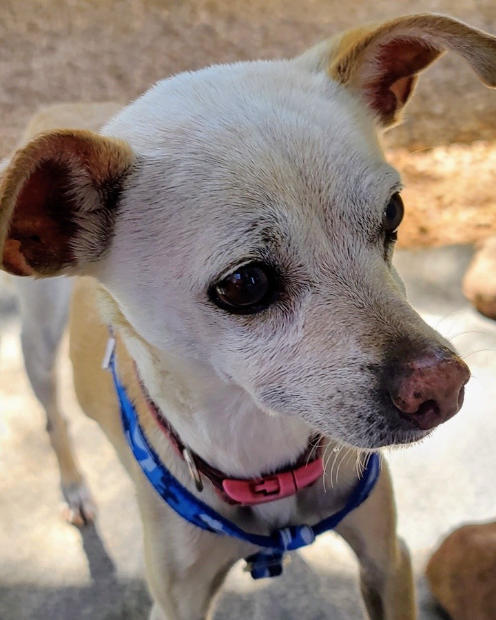 Get your tissues....this one is a tearjerker....

Meet Rusty's Angel # 302, Buddy. Buddy's story is so so tragic. But it already has a happy ending. He has no idea the amazing future her has in store for him.

Just this past Friday Buddy's mama passed away from Covid. But the tragedy doesn't end there. A week earlier his other mama got sepsis from a surgery and passed away as well. This amazing and loving couple had Buddy and their two amazing grandkids living with them. They had permanent custody of the children. Sadly there is no other family around so these poor kids are now in foster care until a Grandfather from out of state is granted custody. My heart aches for these kids.

By the grace of God the neighbor on Monday asked about the dog and found out he was alone with no one to care for him and she stepped in to help. The neighbor reached out to MaryAnn who is the one that picked him up and transported him to us today. 

I know this story is heartbreaking but here's where it gets really good. Years ago we had an amazing woman named Ila and her partner adopt not one but two dogs from us. Well guess who's daughter is Maryanne's?! Yep Ila!! How cool is that because what this means is Ila is already committed to giving this sweet handsome boy the 2nd home of his dreams. On November 15th or so she will be flying in from Oregon (where she lives) to visit her mom and then she will bring Buddy home. I mean it's the best ending we could have ever asked for. This boy has lost so much but he is going to gain more love than he's ever imagined. 

Please help me welcome home Buddy. ❤🐾❤