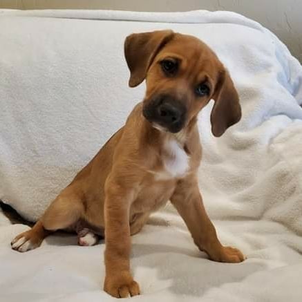 Floppy ears and puppy dog eyes...what could be cuter!  They are so playful and affectionate and they are all ready for their forever homes.  10 week Hound/Lab and maybe some Dalmation in there too.  Go to our website and fill out our Matchmaking Form if you are interested. Thanks! www.unitedanimalfriends.org