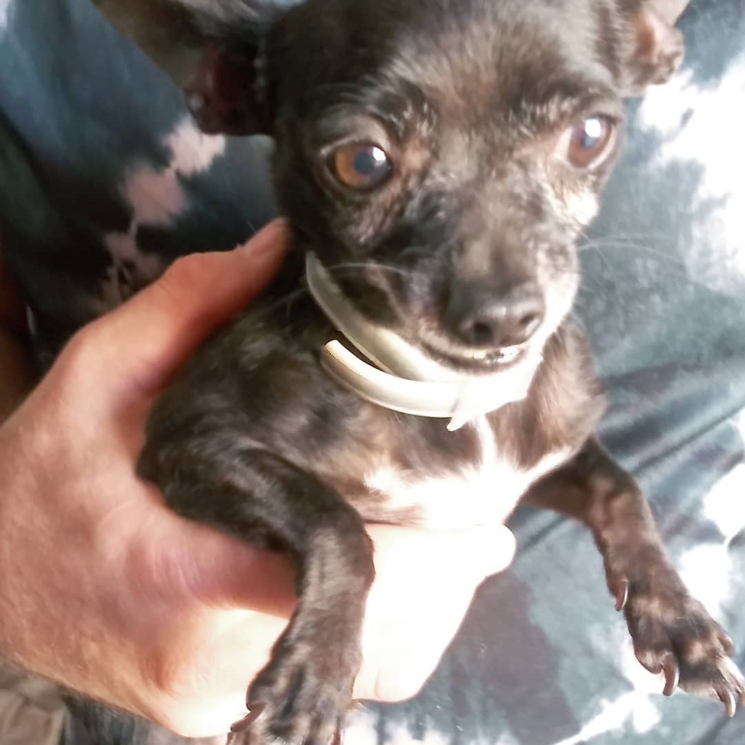S.O.S.  FOSTERS NEEDED IN OR NEAR VALLEJO, CA

I had someone call me who has 9 Chihuahuas 3  pounds and under, ranging in age 2 years to 10 years... I need fosters. We pay for everything supplies and medical.

https://www.gunterslegacy.org/glar-foster-application

Armani is 8 male. 4lbs friendly quirky like most people

Gucci is 2 female 5lbs
Hyper cat like jumping skills super friendly still puppy shreds all toys loves to play and will nip if fighting for your affection

Giggy 8 male 3.5lbs
Super sweet talks to you by little tips. 

Lala 8 female 3lbs
Sweet playful not as accepting of strangers but not snarky

Angel 9 female 3lbs one person type dog protective and great mouse hunter. No fear loves other small dogs

Daddy 7 male 2.5lbs 
Super friendly but quirky he circles when happy or nervousness has set him off gets along with everyone
 
Ginger 6y/o (who looks like Angel but didn't include by accident) female 3 lbs
No fear nips ankles friendly if she likes you...

Tommy male 3.5lbs 12y/o
Super sweet loves everyone
Gets picked on a lot but also Mr.peepee. 

Lucy female 7, 3lbs
Not nice but can be trained
When she was given to me she was the only dog and a bit nippy. She sleeps with 2 other girls.

<a target='_blank' href='https://www.instagram.com/explore/tags/chihuahuasofig/'>#chihuahuasofig</a> 
<a target='_blank' href='https://www.instagram.com/explore/tags/chihuahuas/'>#chihuahuas</a> 
<a target='_blank' href='https://www.instagram.com/explore/tags/chihuahualovers/'>#chihuahualovers</a> 
<a target='_blank' href='https://www.instagram.com/explore/tags/seniorescuedogs/'>#seniorescuedogs</a> 
<a target='_blank' href='https://www.instagram.com/explore/tags/seniorchihuahuaofig/'>#seniorchihuahuaofig</a> 
<a target='_blank' href='https://www.instagram.com/explore/tags/fosteringsavelives/'>#fosteringsavelives</a> 
<a target='_blank' href='https://www.instagram.com/explore/tags/adoptdontshop/'>#adoptdontshop</a> 
<a target='_blank' href='https://www.instagram.com/explore/tags/dogsoftiktok/'>#dogsoftiktok</a>
<a target='_blank' href='https://www.instagram.com/explore/tags/rescuedogsoftiktok/'>#rescuedogsoftiktok</a>