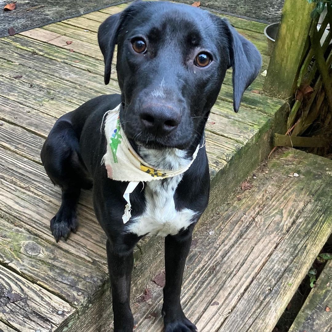 Foster update on Miss Heather.

 “Miss Heather is housebroken and went pretty willingly into the crate this morning. Slept on a dog bed in my  room last night without incident. Very affectionate. Wants to crawl into my lap constantly. She is very sweet.”
https://labradorfriends.com/2021/09/30/