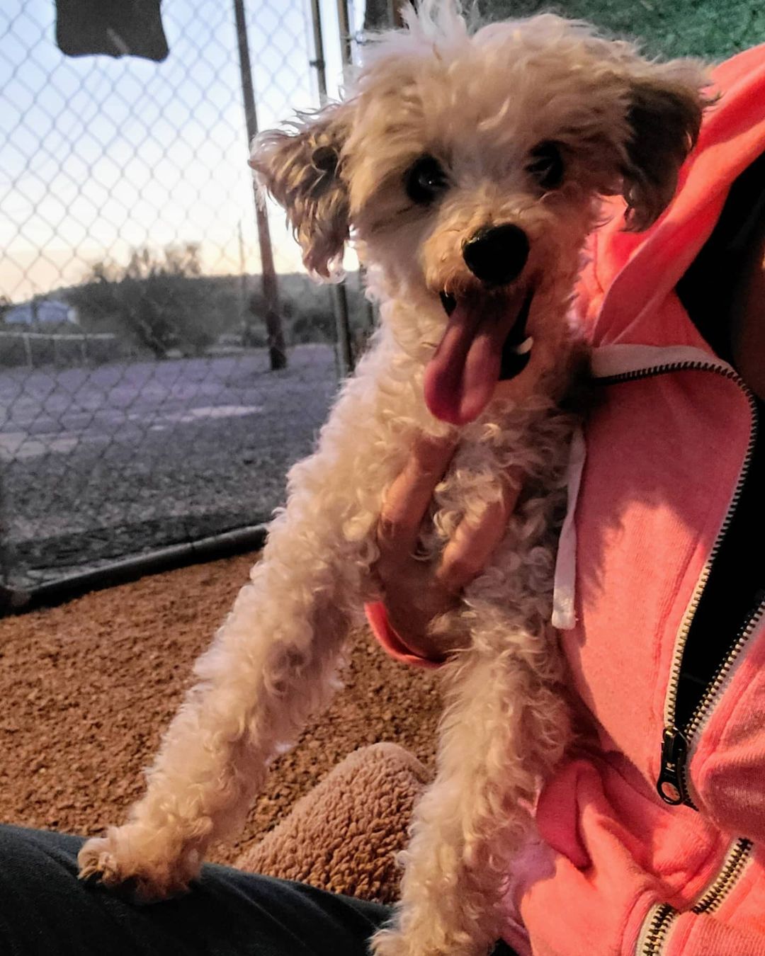 Today was a big day!!! Why you ask?!?! Because we rescued Rusty's Angel # 300!!!!! And let me tell you he's a cutie patootie!!!

This is 11-13 year old Manny. His story is sad and heartbreaking as his life, until now, was used for greed. He was owned by a breeder in Mesa. A year ago she sold him to a woman who thought she was buying a young poodle. The breeder lied and sold her a senior, debarked, unneutered dog with only 3 teeth.
Sadly with no experience owning dogs and especially no experience owning senior dogs she found herself in over her head. But thankfully she found us. 

Manny is amazing and once he is neutered he will be the perfect dog, literally! I mean just look at him!!!! 

We are confident we will have no trouble finding his perfect match that will give him the life he should have had all along. 
If your interested, get your adoption application in early because we know this handsome boy won't be here long. 

Welcome home Manny. This is where you start living your best life.

❤🐾❤

Adoption application:
https://docs.google.com/forms/d/e/1FAIpQLSel9SLUQQKsDiDZys98l63VIWHF66WkleWSelF5s1FXNyd1AQ/viewform