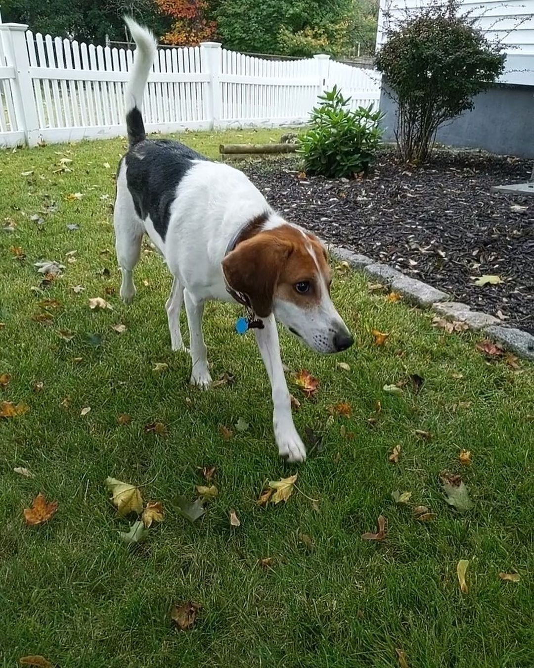 Welcome Home Gabe! 

After being treated for marajuana toxicity and several months of heartworm treatment, Gabe was finally cleared to travel to Massachusetts. He was adopted this weekend by a wonderful family who has experience with a blind dog. He is settling in incredibly well and is already learning the layout of the house and yard. Thank you to his adopters for welcoming him and making all the necessary adjustments to keep him safe. Thank you to Dee and Tracie, our Virginia fosters for caring for him while he was there and thank you to Alaina and Jamison, our fosters in Pennsylvania who cared for him through his heartworm treatment. It truly does take a village! We are grateful to all who made it possible for us to help this sweet boy.