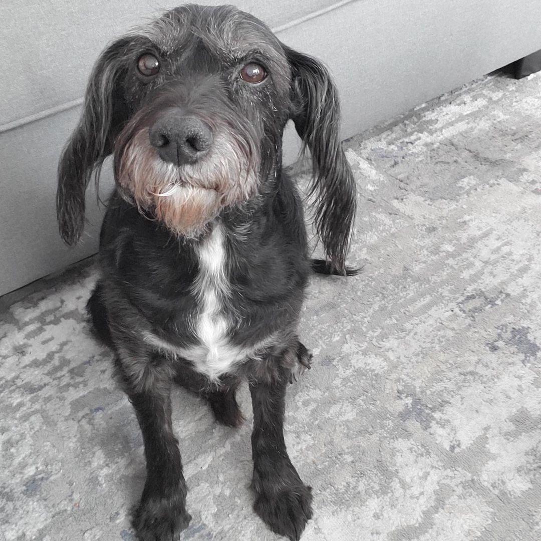 Na na na na na na na na BATDOG! 🦇 ⁣
⁣
Spooky season is upon us and we love this pupdate from Gus, formerly known as Scruffy! This handsome guy was adopted from us in August…⁣
⁣
“We love him so much and he has become a huge part of our family. He enjoys his daily walks, asking for constant pets, and his treats. We think his ears are like bat wings hence his bat costume! Thank you again for giving us our fur baby.” 🖤🧡⁣
•⁣⁣
•⁣⁣
•⁣⁣
<a target='_blank' href='https://www.instagram.com/explore/tags/findhappiness/'>#findhappiness</a> <a target='_blank' href='https://www.instagram.com/explore/tags/opttoadopt/'>#opttoadopt</a> <a target='_blank' href='https://www.instagram.com/explore/tags/spookyszn/'>#spookyszn</a> <a target='_blank' href='https://www.instagram.com/explore/tags/shelterdog/'>#shelterdog</a> <a target='_blank' href='https://www.instagram.com/explore/tags/shelterdogsofinstagram/'>#shelterdogsofinstagram</a> <a target='_blank' href='https://www.instagram.com/explore/tags/adoptdontshop/'>#adoptdontshop</a> <a target='_blank' href='https://www.instagram.com/explore/tags/adoptashelterdog/'>#adoptashelterdog</a> <a target='_blank' href='https://www.instagram.com/explore/tags/halloween/'>#halloween</a> <a target='_blank' href='https://www.instagram.com/explore/tags/pupdate/'>#pupdate</a> <a target='_blank' href='https://www.instagram.com/explore/tags/happytails/'>#happytails</a> <a target='_blank' href='https://www.instagram.com/explore/tags/tescuedismyfavoritebreed/'>#tescuedismyfavoritebreed</a> <a target='_blank' href='https://www.instagram.com/explore/tags/lasvegas/'>#lasvegas</a> <a target='_blank' href='https://www.instagram.com/explore/tags/vegas/'>#vegas</a> <a target='_blank' href='https://www.instagram.com/explore/tags/spca/'>#spca</a> <a target='_blank' href='https://www.instagram.com/explore/tags/nevadaspca/'>#nevadaspca</a>