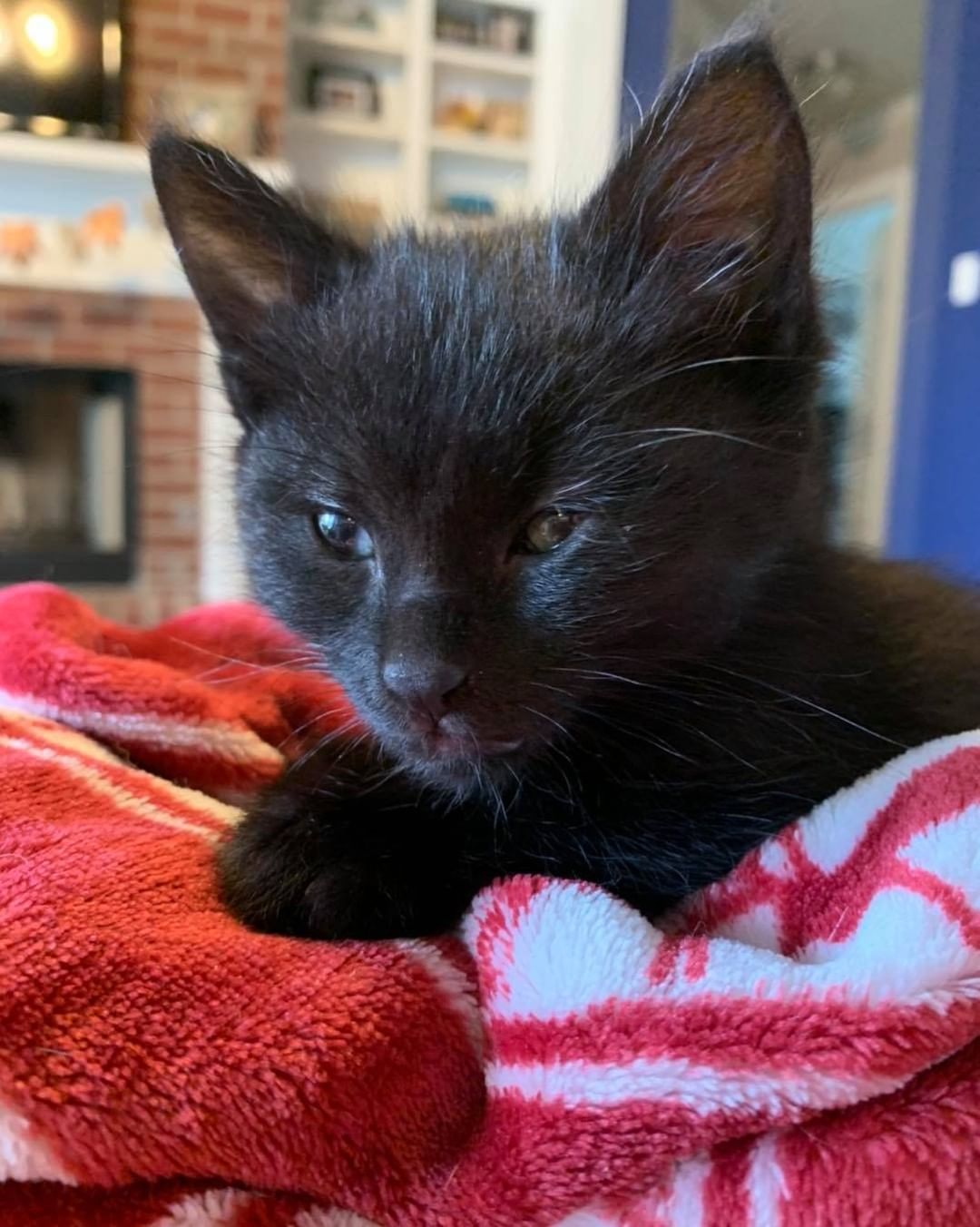 Our eighth black kitty for November is Turtle! He was pulled from a kill shelter with his mom and siblings and taken into foster care. He is a super loving boy who wants to do nothing but snuggle with his foster mom 😻 The pictures don’t do justice to how fuzzy he is! He is good with cats and dogs. Turtle is 3 months old, up to date on vaccines and FIV/FELV negative. To put in an application click on the link below.

https://www.sbanimalrescue.org/adopt