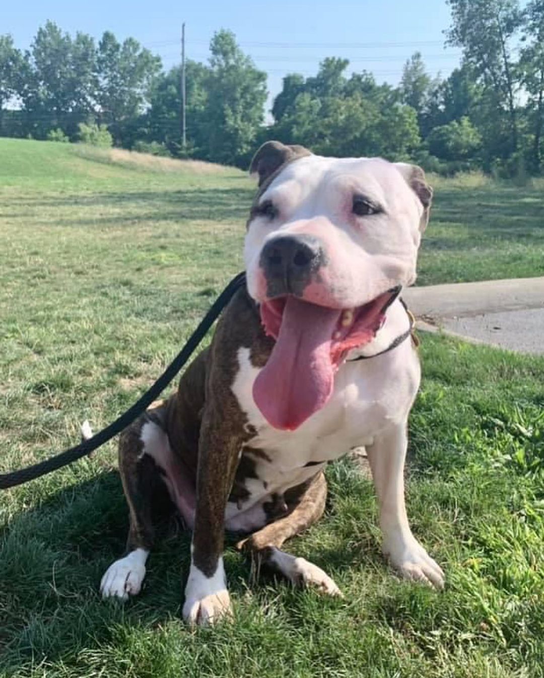 Happy hippo mama seeking her very own couch! Cali has a sweet and easy-going personality. If you're looking for a lady that seems pretty low-maintenance and chill, she could fit the bill! 

She is up for a little playtime and enjoys her chance to go for a nice walk, but she is more about hanging out and getting loved on. She'll flop right over for belly rubs, or happily plonk herself down to accept some praise and some treats. She'll charm you with her fancy sits, head tilts and signature sploots. Cali is estimated to be around 4 years old and weighs a portly 77 lbs.

Unfortunately, Cali has a torn ACL and she needs our help! @friendsofcitydogscleveland  can cover the cost of surgery, but Cali will need a calm home where she can recover and recuperate. Luckily, this girl seems like she will be into that 