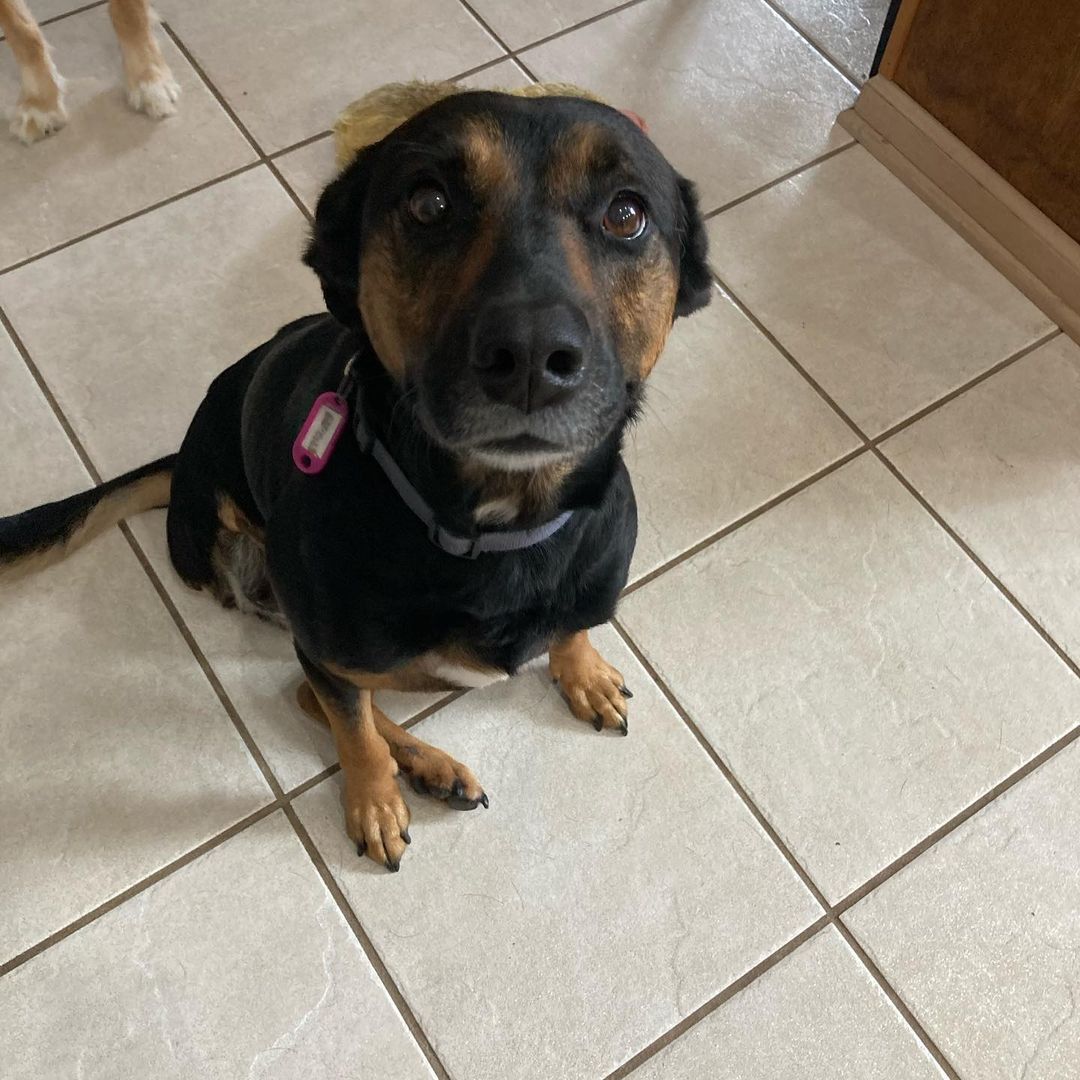 Winona, 2.5 yr old Black Mouth Cur Mix. She’s fully housebroken, up to date on vaccines & spayed. Great with dogs and kids. Loves to go for walks or just snuggle next to you. She is the sweetest dog ever, just wants your love. If this beautiful tripod is the girl for you, please submit your application at oarwny.org 💕💕💕
