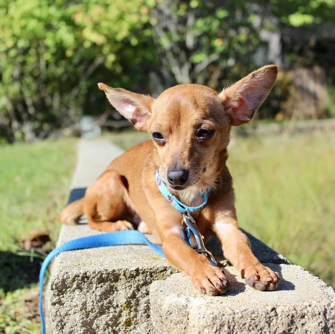 Happy Monday from adoptable Canoe! Canoe lived his first five years in a hoarding situation, but despite his adversity is a kind and snuggly soul. For more info or to apply to adopt Canoe, visit reachrescue.org! 

<a target='_blank' href='https://www.instagram.com/explore/tags/adoptdontshop/'>#adoptdontshop</a> <a target='_blank' href='https://www.instagram.com/explore/tags/dogsofinstagram/'>#dogsofinstagram</a> <a target='_blank' href='https://www.instagram.com/explore/tags/rescuedogsofinstagram/'>#rescuedogsofinstagram</a> <a target='_blank' href='https://www.instagram.com/explore/tags/rescuedog/'>#rescuedog</a> <a target='_blank' href='https://www.instagram.com/explore/tags/rescue/'>#rescue</a> <a target='_blank' href='https://www.instagram.com/explore/tags/reachrescue/'>#reachrescue</a> <a target='_blank' href='https://www.instagram.com/explore/tags/dogs/'>#dogs</a> <a target='_blank' href='https://www.instagram.com/explore/tags/dog/'>#dog</a> <a target='_blank' href='https://www.instagram.com/explore/tags/doggo/'>#doggo</a> <a target='_blank' href='https://www.instagram.com/explore/tags/dogstagram/'>#dogstagram</a> <a target='_blank' href='https://www.instagram.com/explore/tags/dogoftheday/'>#dogoftheday</a> <a target='_blank' href='https://www.instagram.com/explore/tags/dogoftheweek/'>#dogoftheweek</a> <a target='_blank' href='https://www.instagram.com/explore/tags/dogsofinstaworld/'>#dogsofinstaworld</a> <a target='_blank' href='https://www.instagram.com/explore/tags/dog_features/'>#dog_features</a> <a target='_blank' href='https://www.instagram.com/explore/tags/dogsofinsta/'>#dogsofinsta</a> <a target='_blank' href='https://www.instagram.com/explore/tags/dogsofig/'>#dogsofig</a> <a target='_blank' href='https://www.instagram.com/explore/tags/instadog/'>#instadog</a>