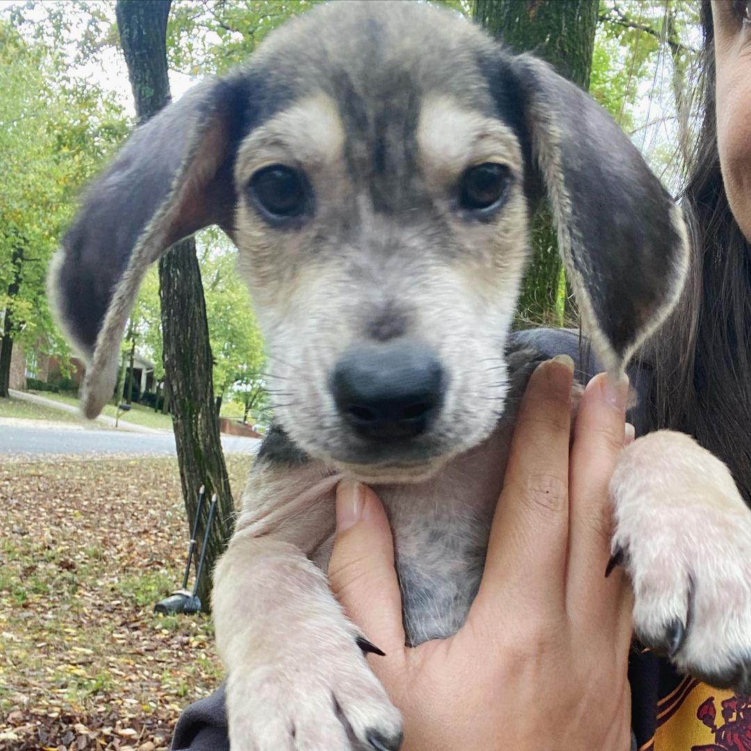 FOSTERS (or adopters) NEEDED! We need help with these two adorable, 9 week old hound mixes. They are sweet, playful, sleeping through the night, and keeping clean pens. They are also kid tested and approved 😜. Fostering commitment about 1-2 weeks for these guys. Message us if you can help out!!