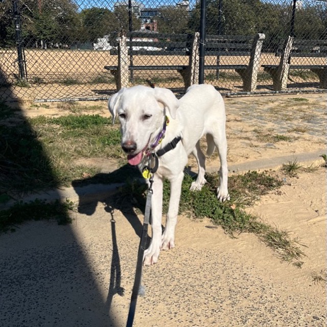 MEET MONA💜

This 1 year old Great Pyrenees is basically the perfect pal. If you want a snuggle buddy and a take everywhere kind of pup - she’s your gal!!

From her madly-in-love foster dad:
“Mona is just the sweetest girl I’ve ever fostered.  She loves attention and saying hi to everyone she walks by.  She has a very curious demeanor - checks out every new sight and sound.  She loves to just rest her head in your lap or on your shoulder to get pet. 

She’s still a little nervous about to her new surroundings in New York City.  She just moves a little slowly and needs encouragement across streets and up and down stairs.  But she’s learning and adapting very quickly and will be perfect for any environment in no time. She is great around my little dog Moe and is very patient with other dogs at the park. 

If she doesn’t win you over with her calm demeanor, it will be with every new look she gives and accomplishment she makes. 

I really cannot say enough about her.  I love her so much.”

INTERESTED IN ADOPTING?
To adopt Mona, apply on our website www.truenorthrescue.org/adopt and email adopt.truenorthrescue@gmail.com to follow up on your application.