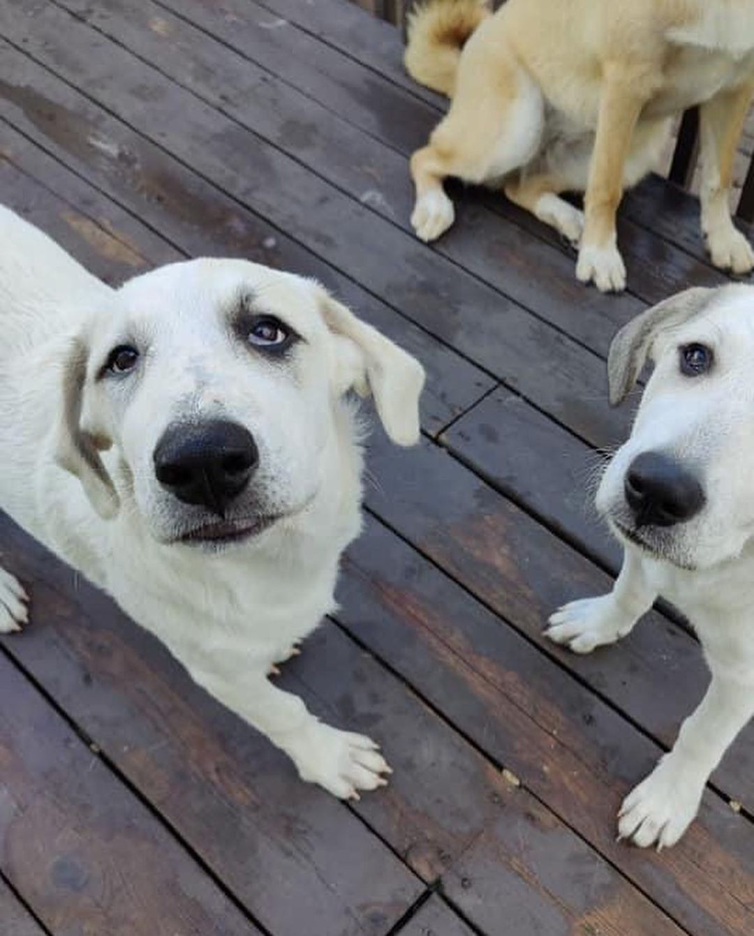 Maggie came into rescue with her sister Millie. The girls were surrendered to us by their owner who had back surgery and could no longer care for them. They had mostly been outside pups, but now they are enjoying the comforts of indoors. 

We think Maggie is a Great Pyrenees mixed with maybe Hound and Anatolian Shepherd. Maggie is sweet and pretty independent. She enjoys being where you are, but isn’t needy and can keep herself occupied with a crinkle toy or two. Maggie isn’t a cuddler, but really likes being petted. Maggie is more shy than her sister, however she does well when meeting people and enjoys the attention. At home, Maggie is a big talker and is not shy about her bark! Maggie loves to wrestle and play with the all the dogs in her foster home and requires a canine friend to play with in her Furever home. She is also cat friendly. Maggie enjoys being outside especially if you are outside with her. She also likes playing in the hose and digging in the yard 🤪 When Maggie’s ready for some down time or a nap, her crate is her safe place and she chooses to lay in it. Maggie is treat motivated and will sit for treats. She’s doing great with house training and we are working on leash training. New noises still startle her so we are helping her to slowly get used to new sights and sounds. 

Maggie has a short coat and at 4 1/2 months old weighs 46 lbs. Maggie is up to date on vaccines, up to date on heartworm and flea/tick preventatives, and microchipped. Our puppies are adopted on a spay/neuter contract with adopter promising to spay/neuter at a later date and must show proof at that time.

Adoption requirements:
You must have a secure and visible fence, pass a home check and a vet check with at least a two year, excellent vet history. Maggie can be adopted in Missouri, Illinois, Iowa, Wisconsin, Minnesota, and Indiana. 
*Being fostered in Reynolds, IL*
www.gprescue.com
🐾 
<a target='_blank' href='https://www.instagram.com/explore/tags/greatPyrenees/'>#greatPyrenees</a> <a target='_blank' href='https://www.instagram.com/explore/tags/greatpyreneesofthehour/'>#greatpyreneesofthehour</a> <a target='_blank' href='https://www.instagram.com/explore/tags/greatpyreneesoftheday/'>#greatpyreneesoftheday</a> <a target='_blank' href='https://www.instagram.com/explore/tags/greatpyreneesfeature/'>#greatpyreneesfeature</a> <a target='_blank' href='https://www.instagram.com/explore/tags/greatpyrfeature/'>#greatpyrfeature</a> <a target='_blank' href='https://www.instagram.com/explore/tags/dogstagram/'>#dogstagram</a> <a target='_blank' href='https://www.instagram.com/explore/tags/dogoftheday/'>#dogoftheday</a> <a target='_blank' href='https://www.instagram.com/explore/tags/polarbeardog/'>#polarbeardog</a> <a target='_blank' href='https://www.instagram.com/explore/tags/adoptdontshop/'>#adoptdontshop</a> <a target='_blank' href='https://www.instagram.com/explore/tags/dogsofmo/'>#dogsofmo</a> <a target='_blank' href='https://www.instagram.com/explore/tags/adopt/'>#adopt</a> <a target='_blank' href='https://www.instagram.com/explore/tags/foster/'>#foster</a> <a target='_blank' href='https://www.instagram.com/explore/tags/greatpyreneesrescueofmissouri/'>#greatpyreneesrescueofmissouri</a> <a target='_blank' href='https://www.instagram.com/explore/tags/greatpyreneesrescueofmo/'>#greatpyreneesrescueofmo</a>