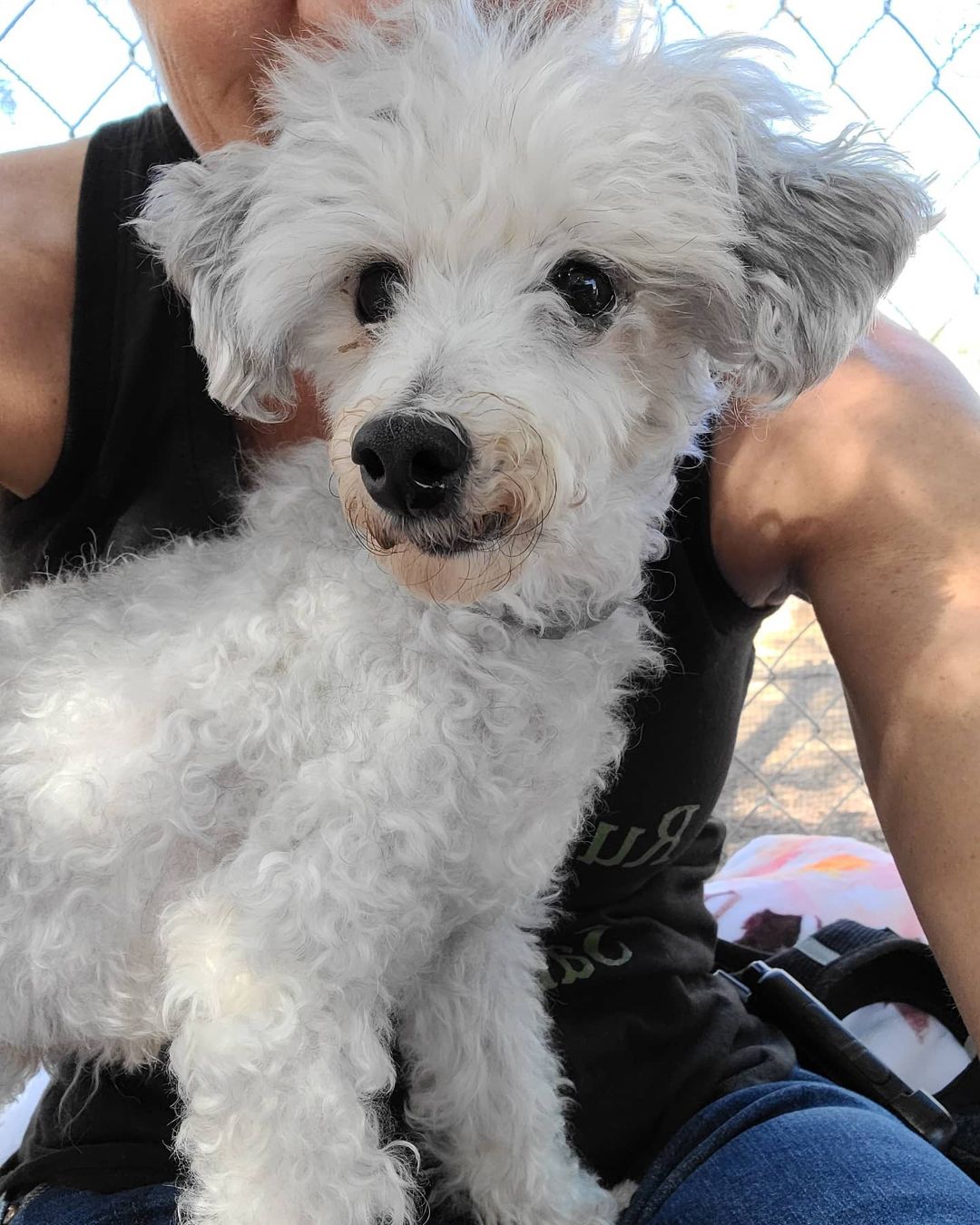 Today was a big day!!! Why you ask?!?! Because we rescued Rusty's Angel # 300!!!!! And let me tell you he's a cutie patootie!!!

This is 11-13 year old Manny. His story is sad and heartbreaking as his life, until now, was used for greed. He was owned by a breeder in Mesa. A year ago she sold him to a woman who thought she was buying a young poodle. The breeder lied and sold her a senior, debarked, unneutered dog with only 3 teeth.
Sadly with no experience owning dogs and especially no experience owning senior dogs she found herself in over her head. But thankfully she found us. 

Manny is amazing and once he is neutered he will be the perfect dog, literally! I mean just look at him!!!! 

We are confident we will have no trouble finding his perfect match that will give him the life he should have had all along. 
If your interested, get your adoption application in early because we know this handsome boy won't be here long. 

Welcome home Manny. This is where you start living your best life.

❤🐾❤

Adoption application:
https://docs.google.com/forms/d/e/1FAIpQLSel9SLUQQKsDiDZys98l63VIWHF66WkleWSelF5s1FXNyd1AQ/viewform