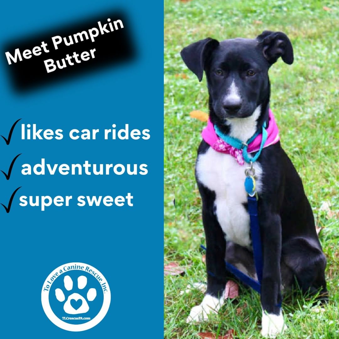 Are you looking for a super sweet pup?  Look no more!  Pumpkin Butter is your gal! 

Learn more about Calla at www.tlcrescuepa.com/available-dogs
<a target='_blank' href='https://www.instagram.com/explore/tags/dailydog/'>#dailydog</a>  <a target='_blank' href='https://www.instagram.com/explore/tags/foster/'>#foster</a> <a target='_blank' href='https://www.instagram.com/explore/tags/adopt/'>#adopt</a> <a target='_blank' href='https://www.instagram.com/explore/tags/adoptme/'>#adoptme</a> <a target='_blank' href='https://www.instagram.com/explore/tags/adoptabledogs/'>#adoptabledogs</a>