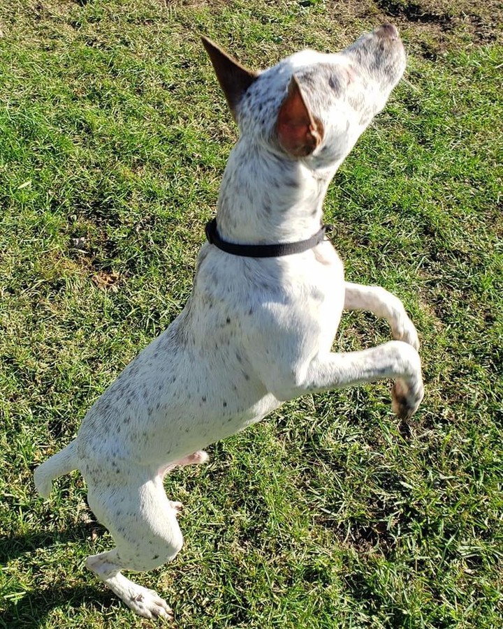 🤠🐴🤠 MEET RODEO! 🤠🐴🤠

🐂 Rodeo is a dashingly handsome 6mo old heeler mix that weighs 32lbs. We *estimate* his adult weight to be around 45lbs. 
🐂 He has typical heeler spunk and energy, along with the standard intelligence and drive to learn! 
🐂 Rodeo is very treat motivated and eager to please! He would love a family that wants to train him and teach him tricks, and maybe even enter him into some agility courses! 
🐂 Rodeo is a relatively quiet fellow and doesn’t show a tendency to bark much. 
🐂 He loves other dogs and eager to make new friends! 

🤠 Rodeo is still young, and while he’s improved a lot in regards to house-training, he will need continued guidance.
🤠 He would do best in a home without cats, as he loves to chase them! 

✔️ Rodeo is neutered, UTD on vaccines, and microchipped.

If you are interested in adopting this pet, please head to www.pettalesrescue.com and fill out an application ✍🏼 

Meet Rodeo.  He arrived in Michigan from a shelter in Alabama.  He is an energetic 6 month old heeler mix.  Rodeo loves to play and wants to please.  He is treat motivated and listens well.  Currently, he knows sit, shake and down.  Rodeo has a tendency to jump, but responds well to 