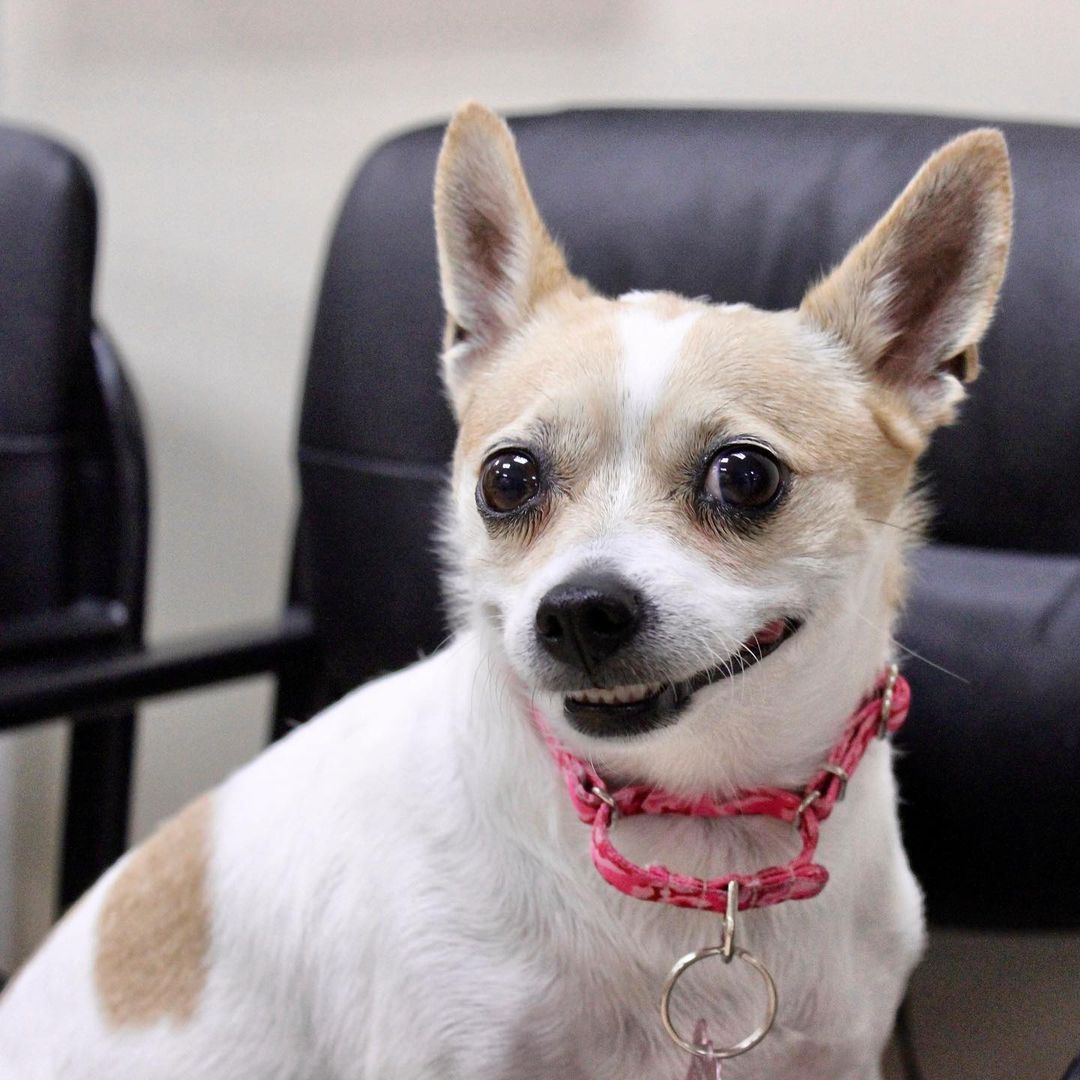 It’s Maxine! Maxine is a 6 year old Chihuahua mix. She is old enough to love hanging out and laying around, but young enough to enjoy her walks every day. She’s easy, the perfect companion. For more info or to apply to adopt Maxine, visit reachrescue.org! 

<a target='_blank' href='https://www.instagram.com/explore/tags/adoptdontshop/'>#adoptdontshop</a> <a target='_blank' href='https://www.instagram.com/explore/tags/dogsofinstagram/'>#dogsofinstagram</a> <a target='_blank' href='https://www.instagram.com/explore/tags/rescuedogsofinstagram/'>#rescuedogsofinstagram</a> <a target='_blank' href='https://www.instagram.com/explore/tags/rescuedog/'>#rescuedog</a> <a target='_blank' href='https://www.instagram.com/explore/tags/rescue/'>#rescue</a> <a target='_blank' href='https://www.instagram.com/explore/tags/reachrescue/'>#reachrescue</a> <a target='_blank' href='https://www.instagram.com/explore/tags/dogs/'>#dogs</a> <a target='_blank' href='https://www.instagram.com/explore/tags/dog/'>#dog</a> <a target='_blank' href='https://www.instagram.com/explore/tags/doggo/'>#doggo</a> <a target='_blank' href='https://www.instagram.com/explore/tags/dogstagram/'>#dogstagram</a> <a target='_blank' href='https://www.instagram.com/explore/tags/dogoftheday/'>#dogoftheday</a> <a target='_blank' href='https://www.instagram.com/explore/tags/dogoftheweek/'>#dogoftheweek</a> <a target='_blank' href='https://www.instagram.com/explore/tags/dogsofinstaworld/'>#dogsofinstaworld</a> <a target='_blank' href='https://www.instagram.com/explore/tags/dog_features/'>#dog_features</a> <a target='_blank' href='https://www.instagram.com/explore/tags/dogsofinsta/'>#dogsofinsta</a> <a target='_blank' href='https://www.instagram.com/explore/tags/dogsofig/'>#dogsofig</a> <a target='_blank' href='https://www.instagram.com/explore/tags/instadog/'>#instadog</a>