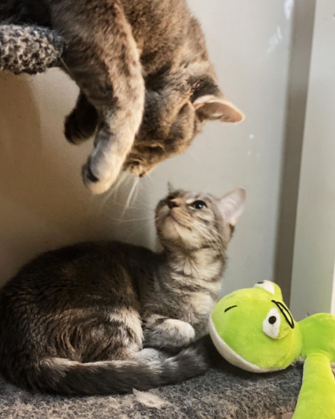 Jeepers and Creepers, our favorite duo, showing how fast Monday creeped up on us 🧡🖤

<a target='_blank' href='https://www.instagram.com/explore/tags/adopt/'>#adopt</a> <a target='_blank' href='https://www.instagram.com/explore/tags/rescue/'>#rescue</a> <a target='_blank' href='https://www.instagram.com/explore/tags/cofpets/'>#cofpets</a> <a target='_blank' href='https://www.instagram.com/explore/tags/donate/'>#donate</a> <a target='_blank' href='https://www.instagram.com/explore/tags/volunteer/'>#volunteer</a> 

<a target='_blank' href='https://www.instagram.com/explore/tags/adopt/'>#adopt</a> <a target='_blank' href='https://www.instagram.com/explore/tags/rescue/'>#rescue</a> <a target='_blank' href='https://www.instagram.com/explore/tags/cofpets/'>#cofpets</a>