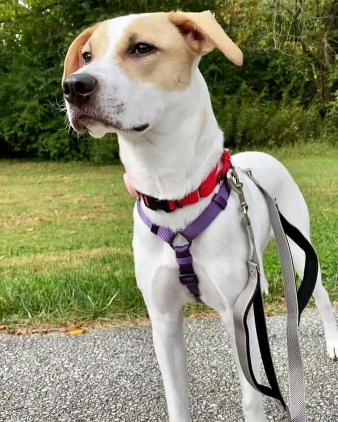 🌟 AVAILABLE 🌟 - mixed breed puppy 

This girl is looking for a new home due to no fault of her own. She is a typical happy bouncy girl looking for a home that has at least one playful/confident dog. Her activity level is moderate. She will happily play or go for a walk, but definitely loves to snuggle on the couch ans relax for a nap. We are guessing she is a staffy, boxer, American bulldog, Labrador, hound type of mix (your guess is as good as ours!). She is 8 months old, weighs about 40lbs, is up to date on vaccines, and spayed. She is doing great with house-training and crate training, but still needs some work. She knows basic commands, but could use a little crash course getting past some common puppy behaviors. She is a little shy at first, but quickly warms up and loves to snuggle on the couch or go out for a walk. No young kids for this girl (she gets a little excited and likely too jumpy/energetic for them). She is a VERY LOVING girl and does great with other dogs. If you believe Phoebe would be a fit for you please use the link below to submit an application! 

Adoption Application:
https://airtable.com/shr305FuyR4v4JWQb

Petfinder link: https://www.petfinder.com/dog/phoebe-fka-holly-50990616/pa/blue-bell/furry-tales-animal-rescue-pa1105/

Website Link: https://furrytalesrescue.wixsite.com/home

** We are based out of Blue Bell, PA. We allow out of state adoptions to NJ, MD, DE, and NY. At this time we do not adopt out to homes who are over 120 miles from our location. We do prioritize more local applications who are a match for the dog/puppy they are applying for.**

.
.
.
.
.
<a target='_blank' href='https://www.instagram.com/explore/tags/mixedbreed/'>#mixedbreed</a> <a target='_blank' href='https://www.instagram.com/explore/tags/adoptme/'>#adoptme</a> <a target='_blank' href='https://www.instagram.com/explore/tags/rescuedog/'>#rescuedog</a> <a target='_blank' href='https://www.instagram.com/explore/tags/rescuesofinstagram/'>#rescuesofinstagram</a> <a target='_blank' href='https://www.instagram.com/explore/tags/holly/'>#holly</a> <a target='_blank' href='https://www.instagram.com/explore/tags/phoebe/'>#phoebe</a> <a target='_blank' href='https://www.instagram.com/explore/tags/puppy/'>#puppy</a> <a target='_blank' href='https://www.instagram.com/explore/tags/puppiesofinstagram/'>#puppiesofinstagram</a> <a target='_blank' href='https://www.instagram.com/explore/tags/staffy/'>#staffy</a> <a target='_blank' href='https://www.instagram.com/explore/tags/staffysofinstagram/'>#staffysofinstagram</a> <a target='_blank' href='https://www.instagram.com/explore/tags/staffygram/'>#staffygram</a> <a target='_blank' href='https://www.instagram.com/explore/tags/staffylove/'>#staffylove</a> <a target='_blank' href='https://www.instagram.com/explore/tags/moderateenergy/'>#moderateenergy</a> <a target='_blank' href='https://www.instagram.com/explore/tags/puppylife/'>#puppylife</a> <a target='_blank' href='https://www.instagram.com/explore/tags/puppytraining/'>#puppytraining</a> <a target='_blank' href='https://www.instagram.com/explore/tags/puppyofinsta/'>#puppyofinsta</a> <a target='_blank' href='https://www.instagram.com/explore/tags/puppyofday/'>#puppyofday</a> <a target='_blank' href='https://www.instagram.com/explore/tags/puppyoftheweek/'>#puppyoftheweek</a> <a target='_blank' href='https://www.instagram.com/explore/tags/puppyofig/'>#puppyofig</a> <a target='_blank' href='https://www.instagram.com/explore/tags/whitedog/'>#whitedog</a> <a target='_blank' href='https://www.instagram.com/explore/tags/whitedogs/'>#whitedogs</a> <a target='_blank' href='https://www.instagram.com/explore/tags/rescue/'>#rescue</a>