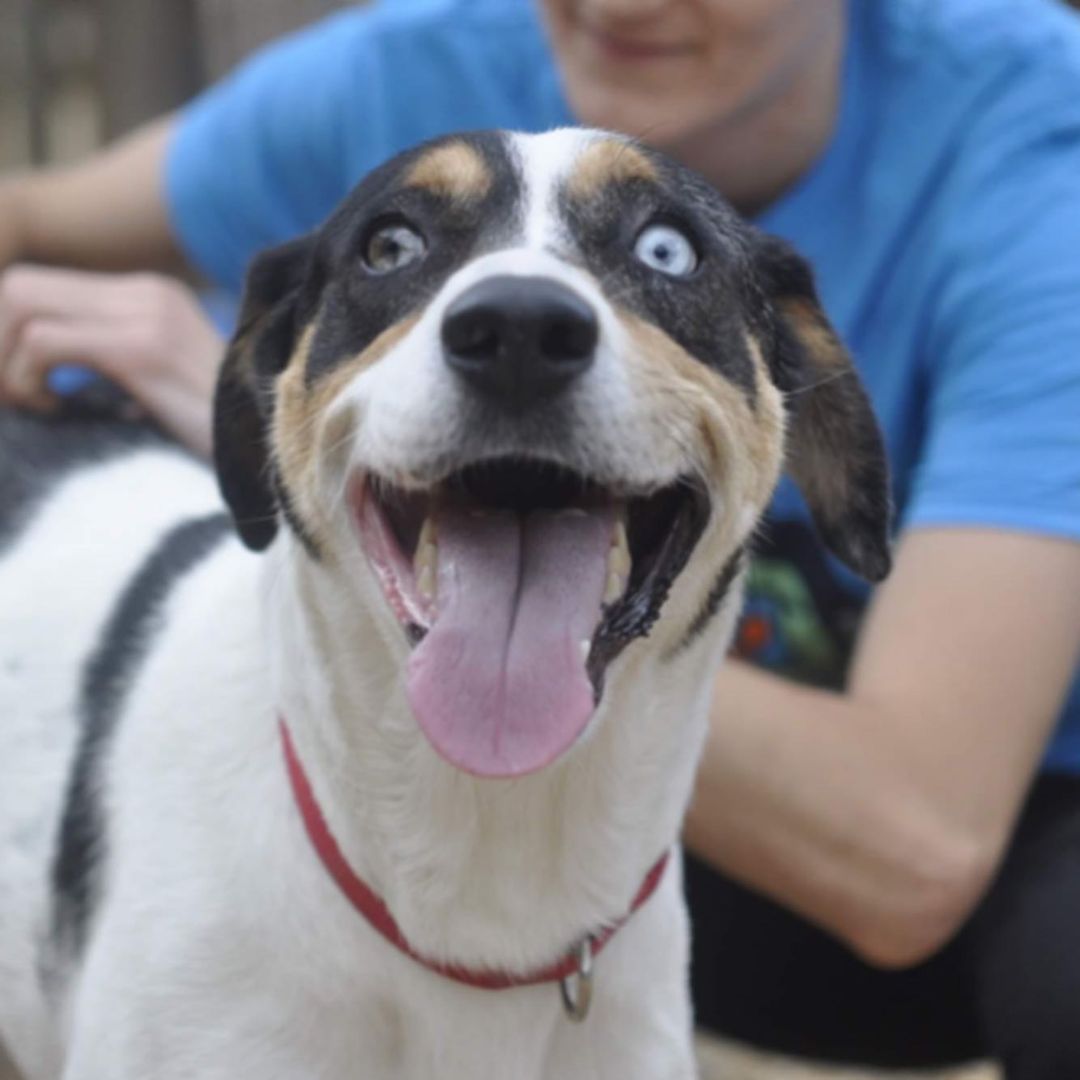 IT'S TONGUE OUT TUESDAY! We have some great tongues to share! And guess what? All these doggos are currently available for adoption (or foster) so that's even better for you!

Here's our lineup:
RICKY BOBBY - our three-legged MVP/6 year old chocolate retriever/lab mix
CAGNEY - the quietest and sweetest beagle you will ever meet/9 month old beagle mix
JENNY LOU - the girl with the dreamiest eyes/4 year old hound mix
SADIE - the gentlest giant/5 month old great dane mix
BETTY - our super senior/8 year old lab mix

Please peruse their profiles and send an email to adoptioncenter@homewardtrails.org if you have a home and a heart for these babies! <a target='_blank' href='https://www.instagram.com/explore/tags/adoptdontshop/'>#adoptdontshop</a> <a target='_blank' href='https://www.instagram.com/explore/tags/homewardtrails/'>#homewardtrails</a> <a target='_blank' href='https://www.instagram.com/explore/tags/catsofinstagram/'>#catsofinstagram</a> <a target='_blank' href='https://www.instagram.com/explore/tags/dogsofinsta/'>#dogsofinsta</a> <a target='_blank' href='https://www.instagram.com/explore/tags/adoptionevent/'>#adoptionevent</a> <a target='_blank' href='https://www.instagram.com/explore/tags/cleartheshelters/'>#cleartheshelters</a> <a target='_blank' href='https://www.instagram.com/explore/tags/dogsofinstagram/'>#dogsofinstagram</a> <a target='_blank' href='https://www.instagram.com/explore/tags/animalrescue/'>#animalrescue</a> <a target='_blank' href='https://www.instagram.com/explore/tags/rescuedog/'>#rescuedog</a> <a target='_blank' href='https://www.instagram.com/explore/tags/dogsofinstagram/'>#dogsofinstagram</a> <a target='_blank' href='https://www.instagram.com/explore/tags/rescuedogsofinstagram/'>#rescuedogsofinstagram</a> <a target='_blank' href='https://www.instagram.com/explore/tags/dog/'>#dog</a> <a target='_blank' href='https://www.instagram.com/explore/tags/dogs/'>#dogs</a> <a target='_blank' href='https://www.instagram.com/explore/tags/dogstagram/'>#dogstagram</a> <a target='_blank' href='https://www.instagram.com/explore/tags/rescue/'>#rescue</a> <a target='_blank' href='https://www.instagram.com/explore/tags/instadog/'>#instadog</a> <a target='_blank' href='https://www.instagram.com/explore/tags/dogoftheday/'>#dogoftheday</a>  <a target='_blank' href='https://www.instagram.com/explore/tags/doglife/'>#doglife</a> <a target='_blank' href='https://www.instagram.com/explore/tags/doglover/'>#doglover</a> <a target='_blank' href='https://www.instagram.com/explore/tags/rescuedismyfavoritebreed/'>#rescuedismyfavoritebreed</a> <a target='_blank' href='https://www.instagram.com/explore/tags/doglovers/'>#doglovers</a> <a target='_blank' href='https://www.instagram.com/explore/tags/dogsofinsta/'>#dogsofinsta</a> <a target='_blank' href='https://www.instagram.com/explore/tags/doggo/'>#doggo</a> <a target='_blank' href='https://www.instagram.com/explore/tags/rescuedogs/'>#rescuedogs</a> <a target='_blank' href='https://www.instagram.com/explore/tags/muttsofinstagram/'>#muttsofinstagram</a> <a target='_blank' href='https://www.instagram.com/explore/tags/puppiesofinstagram/'>#puppiesofinstagram</a> <a target='_blank' href='https://www.instagram.com/explore/tags/ilovemydog/'>#ilovemydog</a> <a target='_blank' href='https://www.instagram.com/explore/tags/dogsofig/'>#dogsofig</a> <a target='_blank' href='https://www.instagram.com/explore/tags/tongueouttuesday/'>#tongueouttuesday</a>