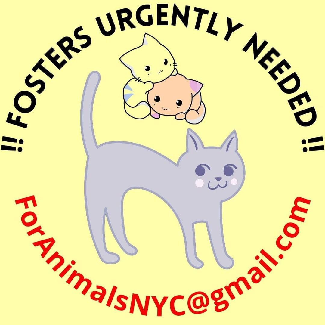 We are DESPERATELY looking for fosters for several cats and kittens! The shelter is overflowing....plus in the last TNR project there were many friendlies rescued who shouldn't go back to the streets. 
If you'd like to open up your homes and hearts to cute and innocent cats and kittens desperately looking for some space to rest, relax, recover - PLEASE contact us at ForAnimalsNYC@gmail.com. 
Email is better, but should you text - text 917 426 5910 to foster.

Check out our fostering guidelines on our website's Resources page. The Foster Application is also on our site.
----
<a target='_blank' href='https://www.instagram.com/explore/tags/fosteringsaveslives/'>#fosteringsaveslives</a> <a target='_blank' href='https://www.instagram.com/explore/tags/brooklyncatfoster/'>#brooklyncatfoster</a> <a target='_blank' href='https://www.instagram.com/explore/tags/queenscatfoster/'>#queenscatfoster</a> <a target='_blank' href='https://www.instagram.com/explore/tags/rescuecats/'>#rescuecats</a> <a target='_blank' href='https://www.instagram.com/explore/tags/fostersneeded/'>#fostersneeded</a>