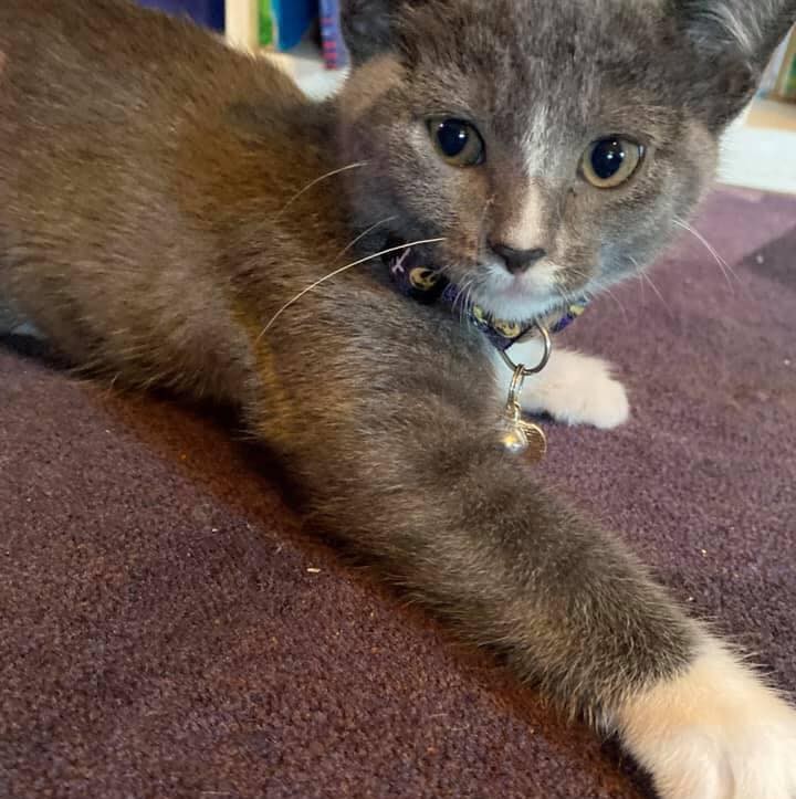 🐾🐈‍⬛🐾 MEET GANDALF, MS. BLACK, AND BOOTSY! 🐾🐈‍⬛🐾

Gandalf:
Firstborn and also the biggest of the litter. She likes her quiet time, but will still snuggle and let you pick her up. She likes hunting bugs so there’s mouser potential. She is a fun, curious kitty!

Ms. Black
This kitten is super cuddly and loves to play.  Independently with cat toys, with her litter mates and mama, or with a human companion. She’s also a climber. This kitten gets along best and plays the most with the children in the home! Just look at her little milk mustache!

Bootsy
Her litter mates were all born with white socks but Bootsy got two whole legs of white fur. She’s a great combination of cuddly, playful, chill, and aloof. She’ll attack your pencil eraser while you write, or sneak up and fall asleep next to you while you relax. She also gets along well with the unrelated male cat, the kids, and her litter mates.

✔️ All three girls are spayed, microchipped, combo tested negative, and UTD on vaccines!

If you are interested in adopting, please head to www.pettalesrescue.com and fill out an application ✍🏼