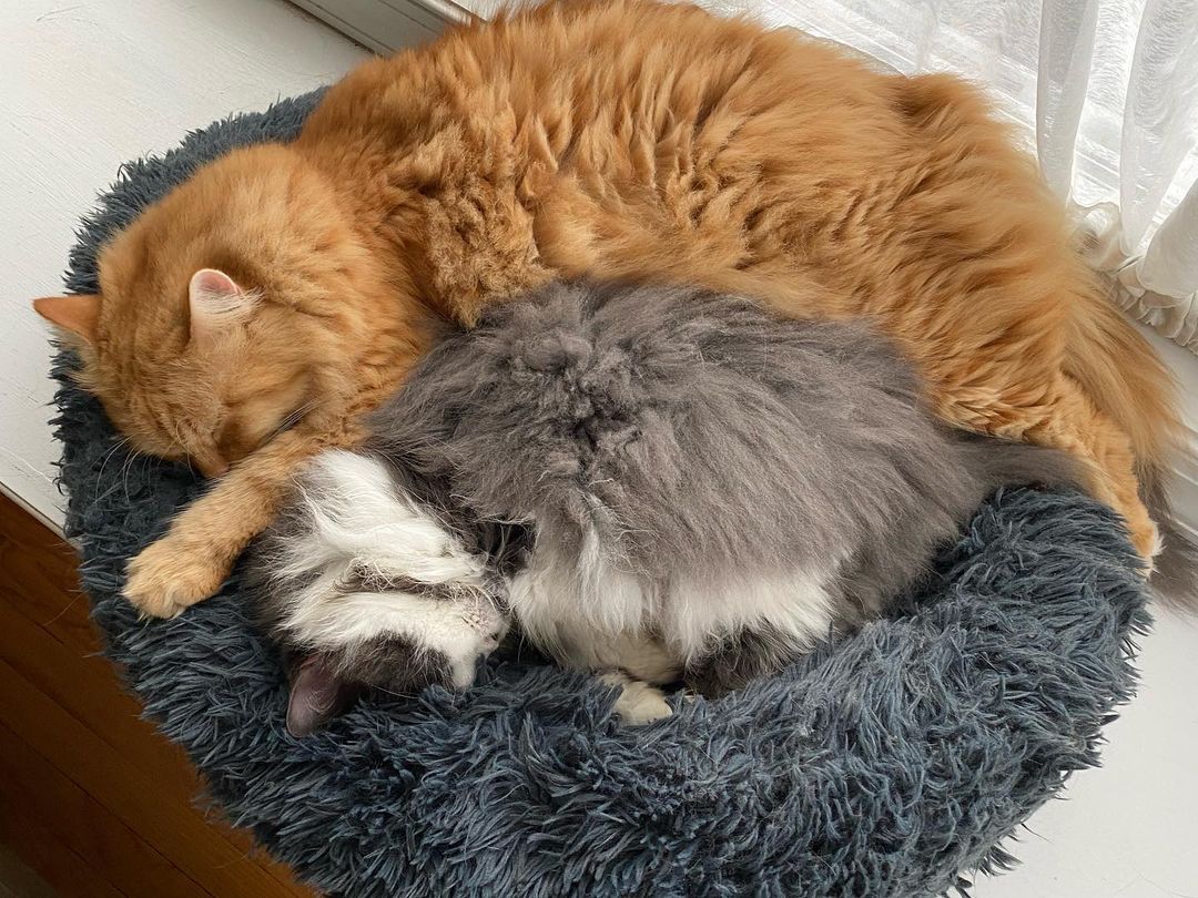 These two! 
❤️❤️❤️❤️
<a target='_blank' href='https://www.instagram.com/explore/tags/lovebugs/'>#lovebugs</a>
<a target='_blank' href='https://www.instagram.com/explore/tags/snugglingcats/'>#snugglingcats</a>
<a target='_blank' href='https://www.instagram.com/explore/tags/kittylove/'>#kittylove</a> 
<a target='_blank' href='https://www.instagram.com/explore/tags/bondedcats/'>#bondedcats</a>
<a target='_blank' href='https://www.instagram.com/explore/tags/loveonatwowaystreet/'>#loveonatwowaystreet</a> 
<a target='_blank' href='https://www.instagram.com/explore/tags/mycats/'>#mycats</a>
<a target='_blank' href='https://www.instagram.com/explore/tags/persiancats/'>#persiancats</a>
<a target='_blank' href='https://www.instagram.com/explore/tags/fancycats/'>#fancycats</a>
<a target='_blank' href='https://www.instagram.com/explore/tags/savingfancycats/'>#savingfancycats</a>