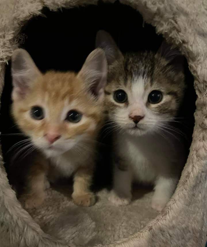 KITTENS !!!! 

Outrun Rescue has Kittens!!!! 

As of this coming weekend, October 23 and October 24, Outrun Rescue will have 10 kittens looking for their new forever homes. These guys have been with us from a young age so they are very well socialized. They would be great with dogs, cats, and kids. We have 2 groups one is around 8 weeks old, and the other group is about 12 weeks old. All of them have been vet checked, nails clipped, microchipped, have had the first booster, and of course come with $100 voucher to go towards their spay or neuter at a vet of your choice.

Please feel free to reach out via text or call to our cat coordinator Santanna if you have any questions, would like further information or would like to set up a time to meet some adorable kittens. Santanna can be reached at 647-269-2777.

<a target='_blank' href='https://www.instagram.com/explore/tags/outrunrescue/'>#outrunrescue</a> <a target='_blank' href='https://www.instagram.com/explore/tags/outrunanimalrehabilitationcenter/'>#outrunanimalrehabilitationcenter</a> <a target='_blank' href='https://www.instagram.com/explore/tags/newtecumseth/'>#newtecumseth</a> <a target='_blank' href='https://www.instagram.com/explore/tags/kitten/'>#kitten</a> <a target='_blank' href='https://www.instagram.com/explore/tags/rescuekitten/'>#rescuekitten</a> <a target='_blank' href='https://www.instagram.com/explore/tags/cat/'>#cat</a> <a target='_blank' href='https://www.instagram.com/explore/tags/adoptdontshop/'>#adoptdontshop</a>