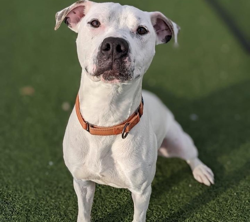 Join us for Barktoberfest - a special adoption event this coming weekend! 

The kennel is FULL and we need your help finding homes for our dogs! This 4-day adopt-a-thon will kick off on Thursday, October 21st and run through Sunday, October 24th, continuing with our $21 reduced adoption fees!

We will be offering special walk-up adoptions Thursday, October 21st, and Friday, October 22nd from 12pm to 6pm, in addition to Saturday, October 23rd, and Sunday, October 24th from 12pm to 4pm. We are hoping to find homes for our great dogs as MANY have been waiting for a long time, and we have been operating at or over capacity for months. 

This could be a great time to bring home a new best friend - get a companion to go on hikes and enjoy the beautiful fall colors, or to cozy up on the couch as the weather gets chilly!

You can view all adoptable dogs at petango.com/cacc. Our usual adoption procedures will still be in place. Interested adopters will be paired with an adoption counselor who will introduce you to dogs and hopefully try to find a good match for your household! We ask that all members of the family attend for meets to ensure a good fit, including resident dogs. 

Don’t want to risk a wait? You can schedule an appointment any time by completing our brief Meet and Greet form at: tinyurl.com/meetacitydog

Not able to adopt at this time? There are other ways to support us! We we will have a TRICKS & TREATS drop-off donation drive to stock up on all the enrichment items we need to care for the dogs within the kennel. We are in great need of treats (any variety, but especially soft/stinky ones) and durable chew toys. You can also order online at tinyurl.com/citydogswishlist (link in bio). 

We hope to see you this weekend to meet some of our 100+ dogs! (Pictured: Benton, Buster, Missy, Daisy, Pluto, Ethan, Colin, Marcia, Piper, Bobby). 
.
.
<a target='_blank' href='https://www.instagram.com/explore/tags/adoptdontshop/'>#adoptdontshop</a> <a target='_blank' href='https://www.instagram.com/explore/tags/barktoberfest/'>#barktoberfest</a> <a target='_blank' href='https://www.instagram.com/explore/tags/citydogscle/'>#citydogscle</a> <a target='_blank' href='https://www.instagram.com/explore/tags/cledogs/'>#cledogs</a> <a target='_blank' href='https://www.instagram.com/explore/tags/dogsofcle/'>#dogsofcle</a> <a target='_blank' href='https://www.instagram.com/explore/tags/rescuedogs/'>#rescuedogs</a>