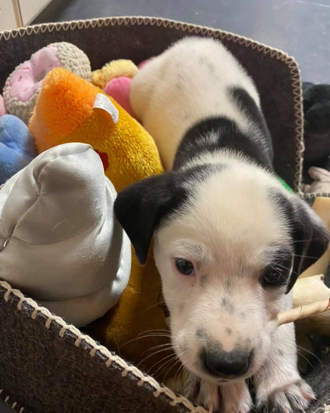 We’ve still got one of these cuties left. And we honestly have NO idea how. Otis is an 8 week old collie mix. We’re not 100% sure on his breed, but think he’ll be medium sized (50-60 pounds) and probably pretty active and playful! Otis is cuddly, curious, and playful- all the things a puppy should be! He’s working on house training and is a wonderful puppy by all accounts! We do require an approved app on file to meet this cutie, so please head to our website and complete one!