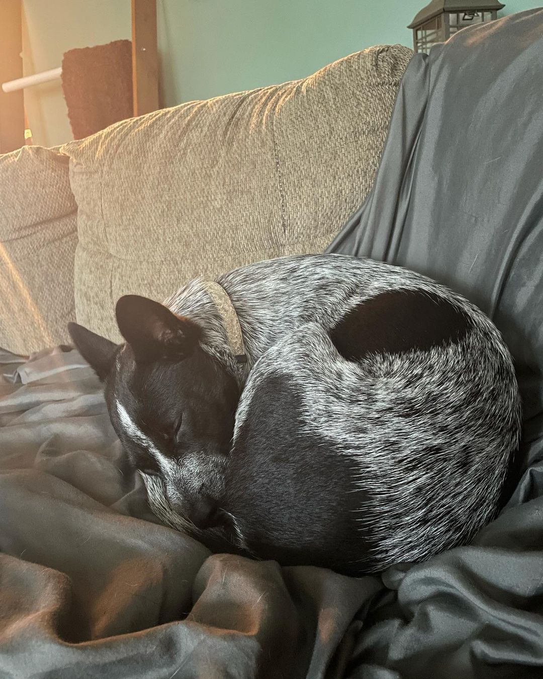 ADOPTED🤍. Meet Cleo, she is a 10 month old blue heeler, weighing only 24 pounds. She is looking for her people. Cleo is a very smart girl! She knows a few commands and excited to learn more. She has all the puppy energy but still wants to snuggle with you on the couch. She absolutely loves other dogs. Cleo is good around kids and has had experience with a cat. If you think I sound like the perfect fit please apply at www.oarwny.org if you are already pre-approved, email us at oarwny@gmail.com