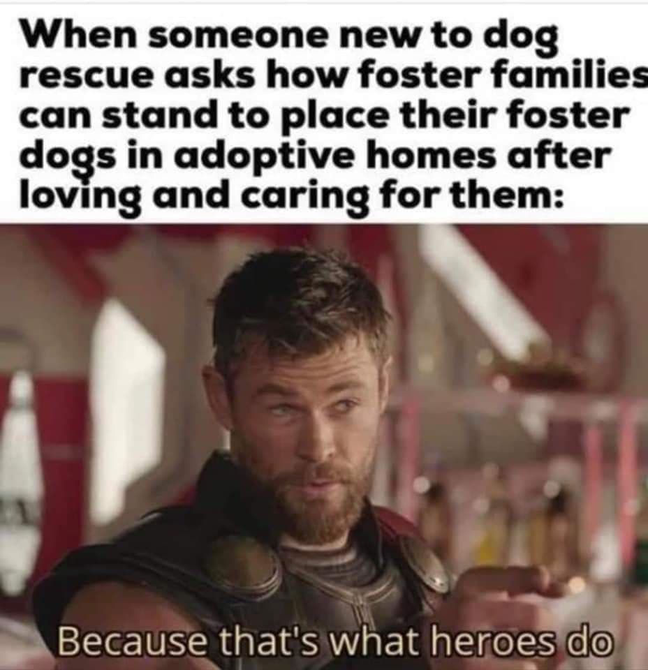 We are in need of fosters! 
Open up your home and become a hero to these dogs. 
Apply here: https://airtable.com/shrY29GRtVBYZ0DQM
-
-
-
<a target='_blank' href='https://www.instagram.com/explore/tags/rescuedogsofinstagram/'>#rescuedogsofinstagram</a> <a target='_blank' href='https://www.instagram.com/explore/tags/rescuedogsrock/'>#rescuedogsrock</a> <a target='_blank' href='https://www.instagram.com/explore/tags/fosterhomesneeded/'>#fosterhomesneeded</a> <a target='_blank' href='https://www.instagram.com/explore/tags/fosterhome/'>#fosterhome</a> <a target='_blank' href='https://www.instagram.com/explore/tags/rescuedismyfavoritebreed/'>#rescuedismyfavoritebreed</a> <a target='_blank' href='https://www.instagram.com/explore/tags/wiadoptagolden/'>#wiadoptagolden</a>